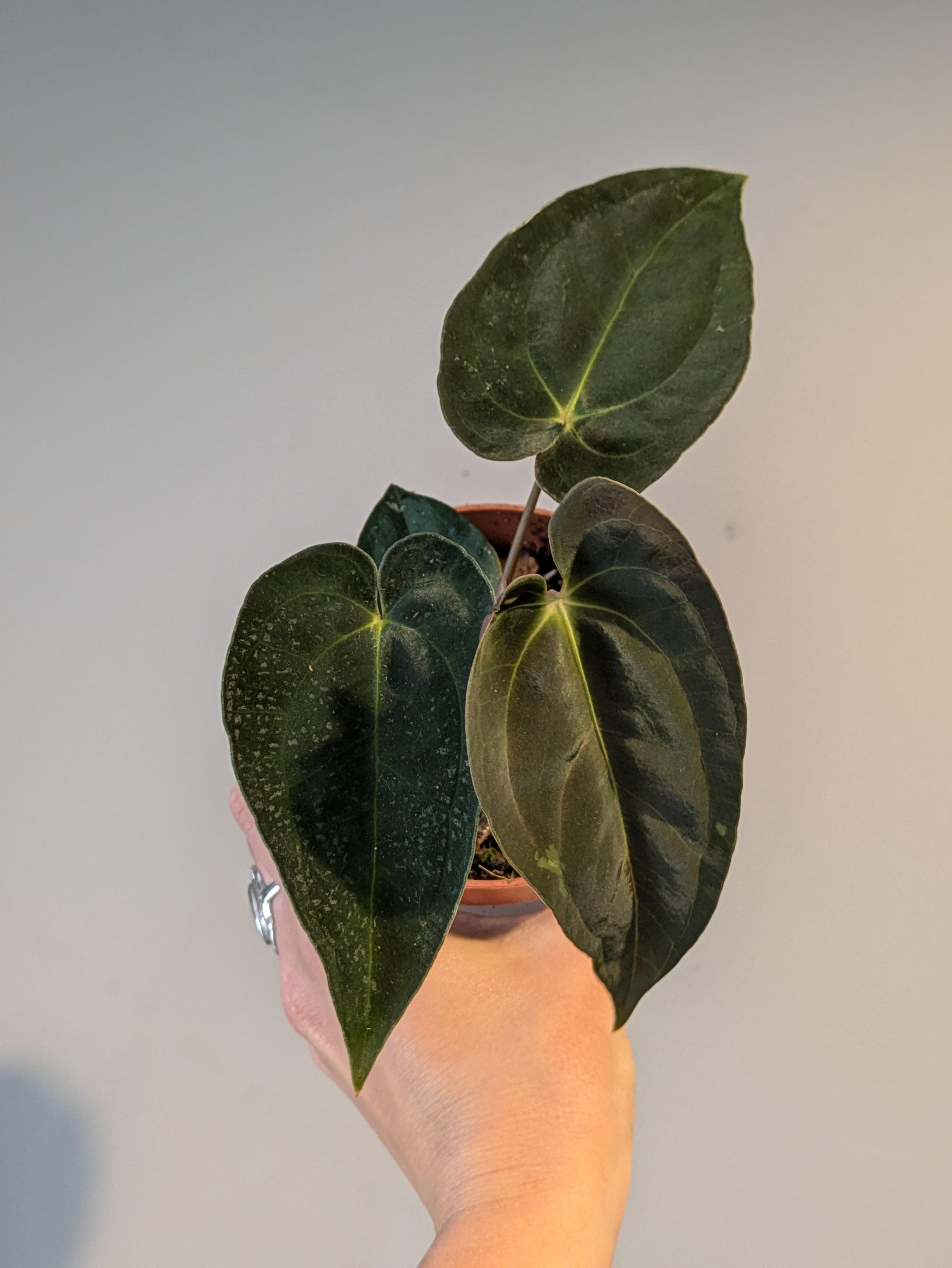 Anthurium papillilaminum