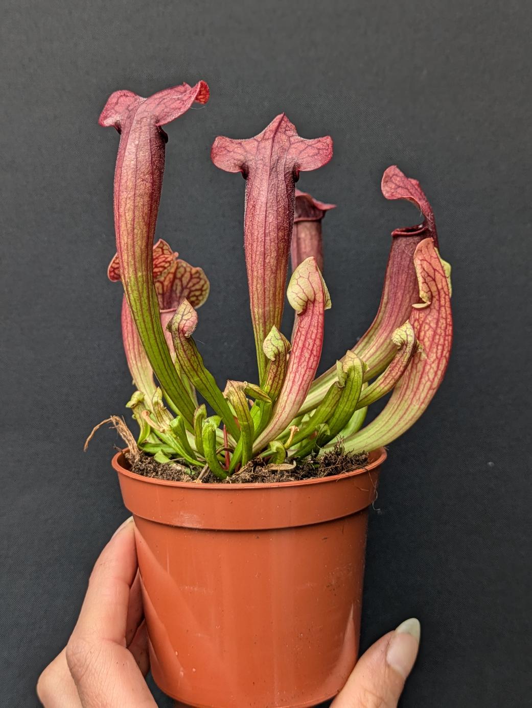 Sarracenia 'Tess'