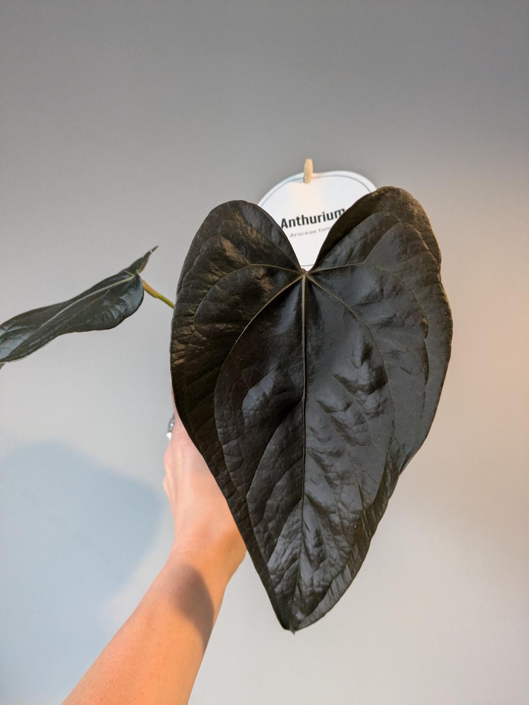 Anthurium 'Queen of Hearts'