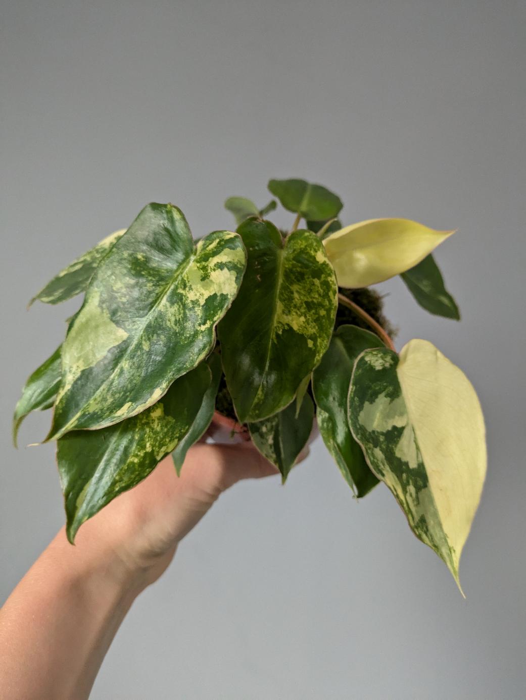 Philodendron burle-marxii 'Variegata'