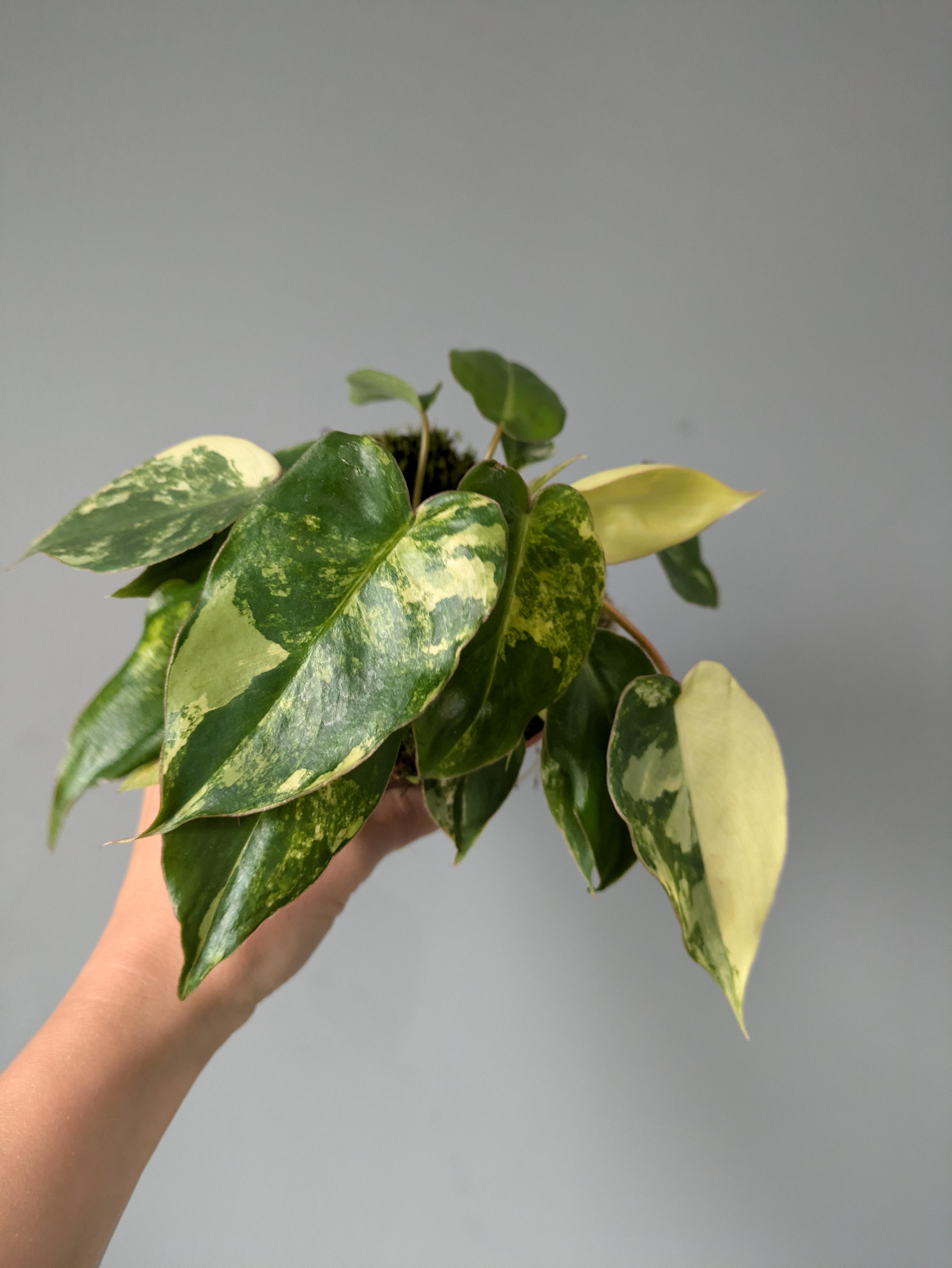 https://planthostel.com/pictures/1008add3-57eb-4bac-ae2e-f268e3261092.jpg