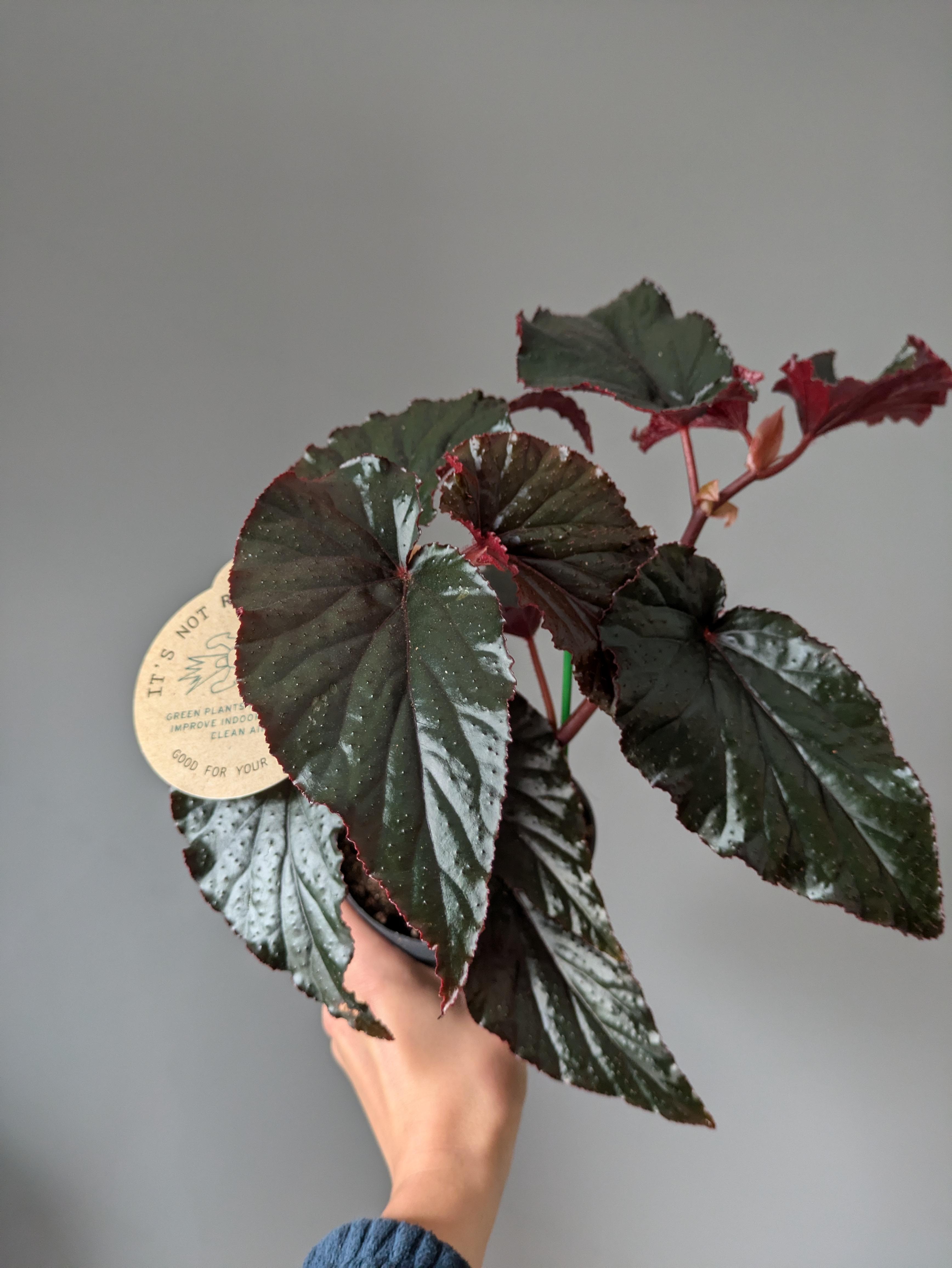 https://planthostel.com/pictures/10b3cdc3-62b8-4954-92ee-f51eb5c22966.jpg