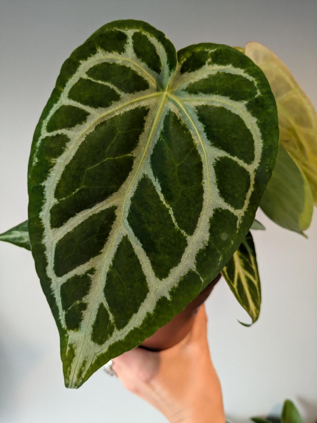 Anthurium crystallinum 'Silver Blush'