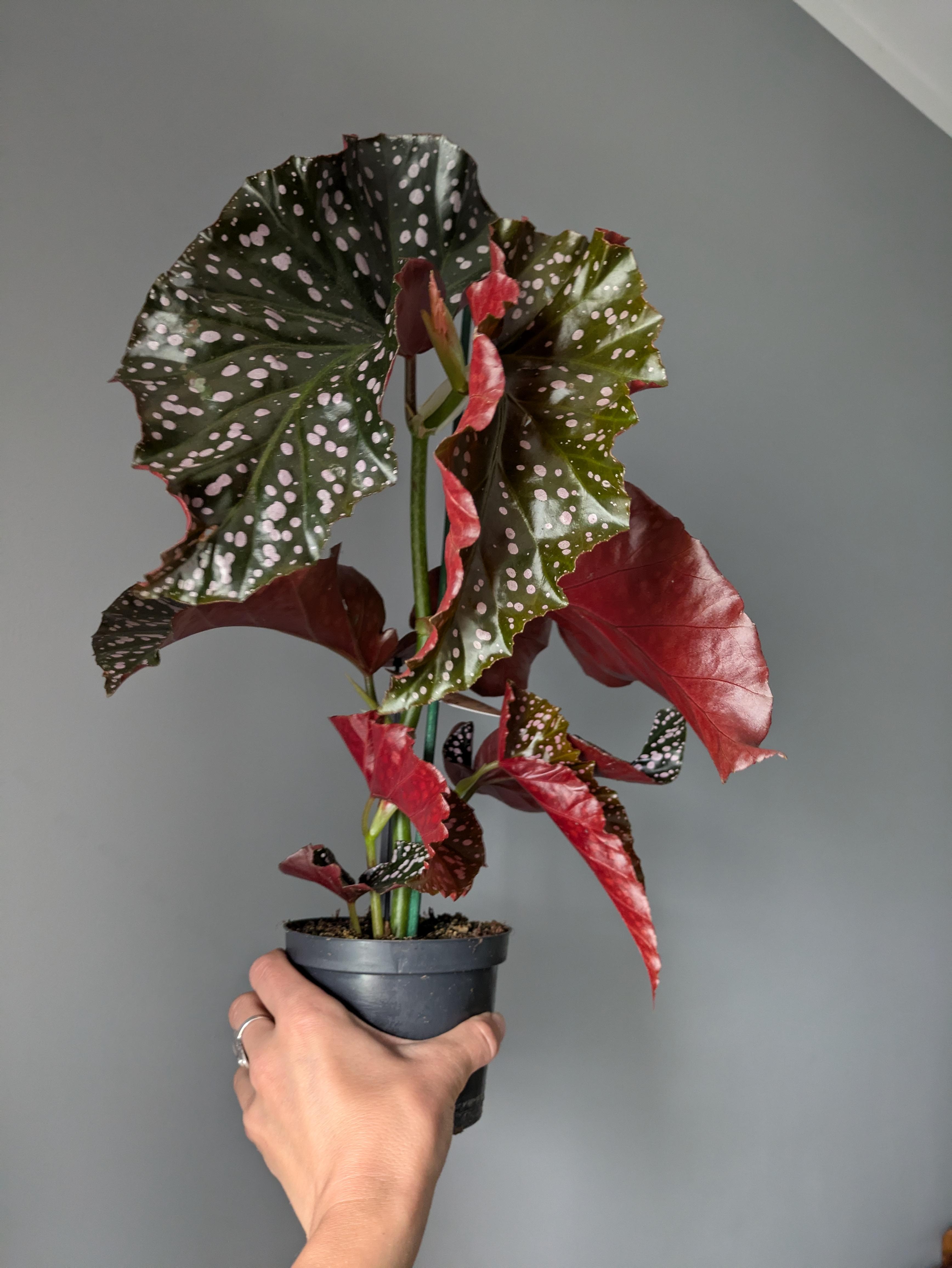 https://planthostel.com/pictures/15b3ce27-0f78-4782-a363-0ae0a0ea5525.jpg