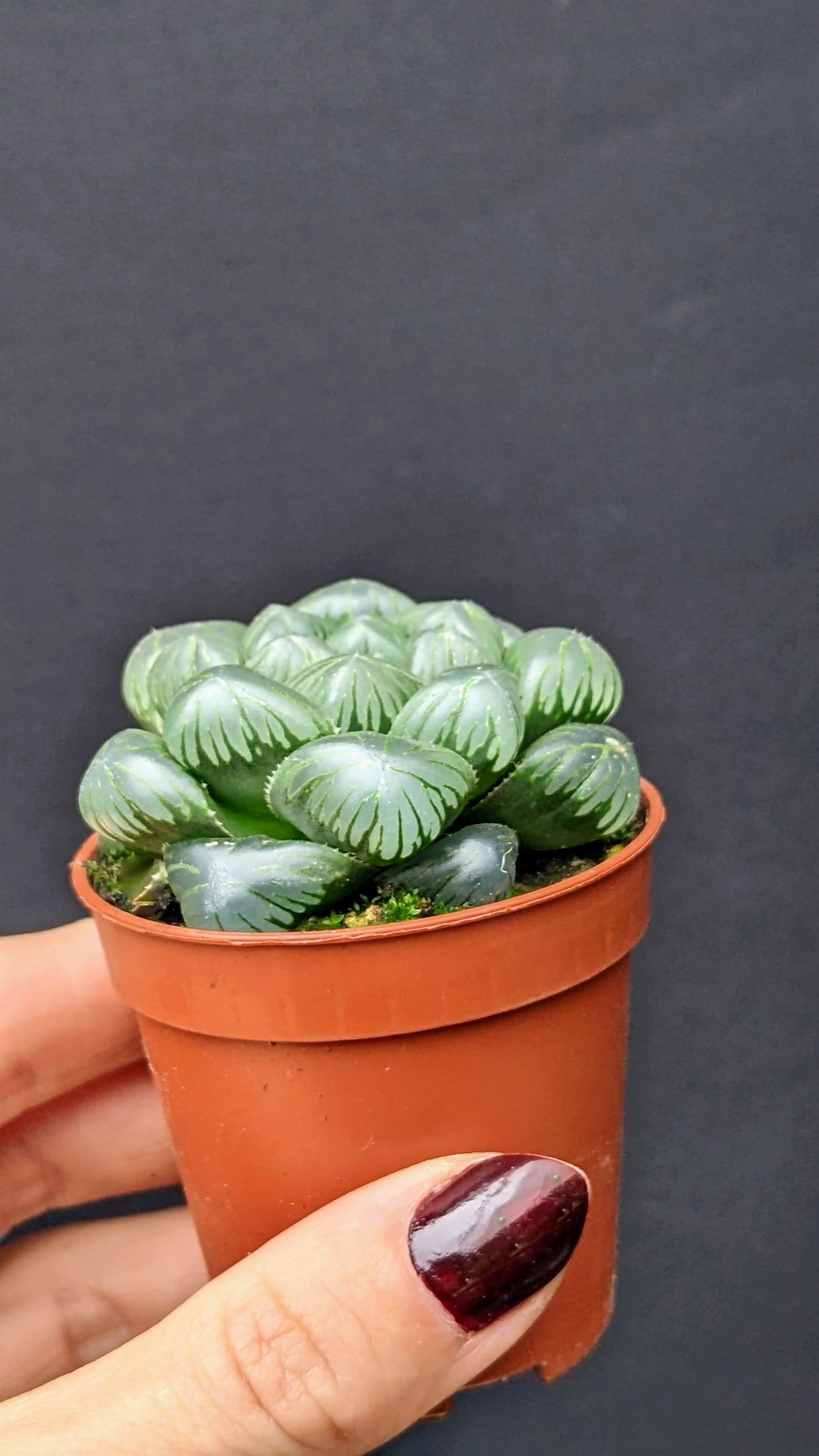 https://planthostel.com/pictures/18f5ecd6-6e11-4892-b55b-4b7b714b72b0.jpg