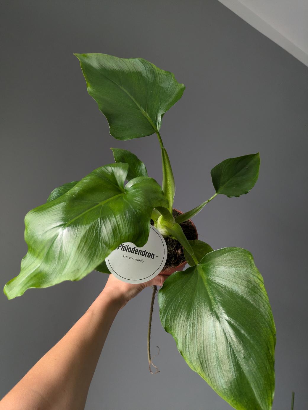  Philodendron warszewiczii