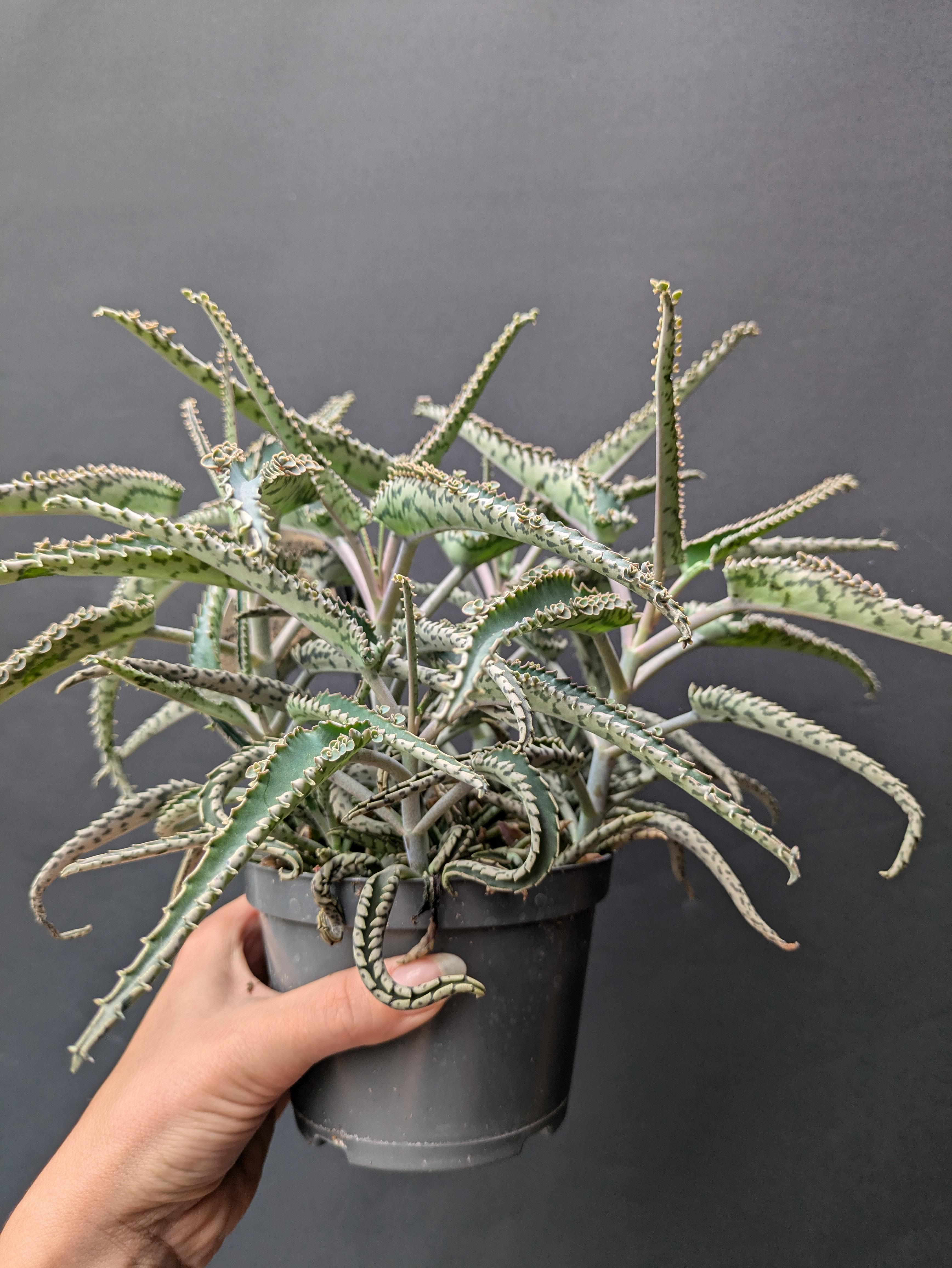 Kalanchoe daigremontiana 'Octopus'