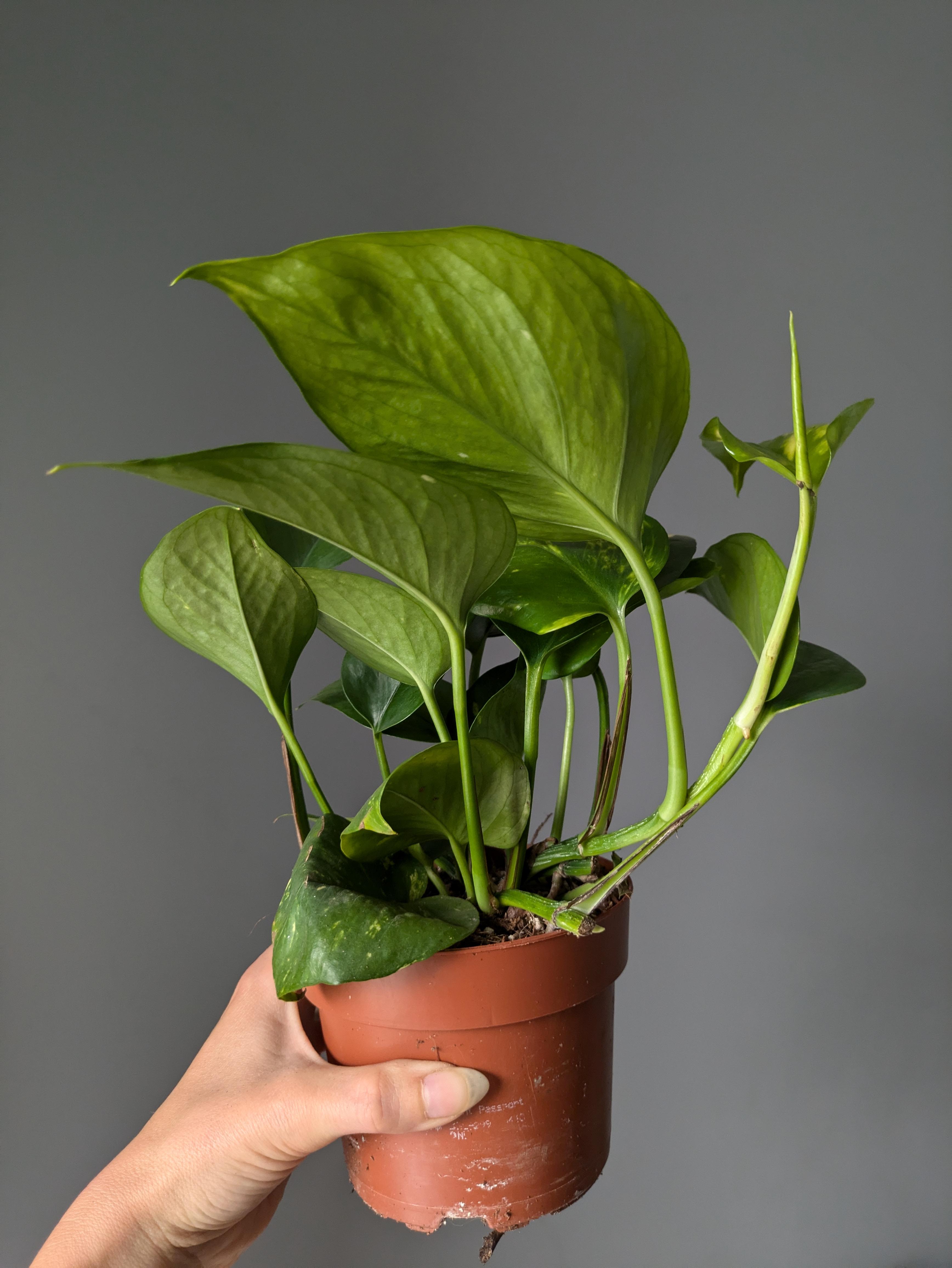 https://planthostel.com/pictures/2131008f-af0f-4227-a8d0-ec159b8e0f9c.jpg