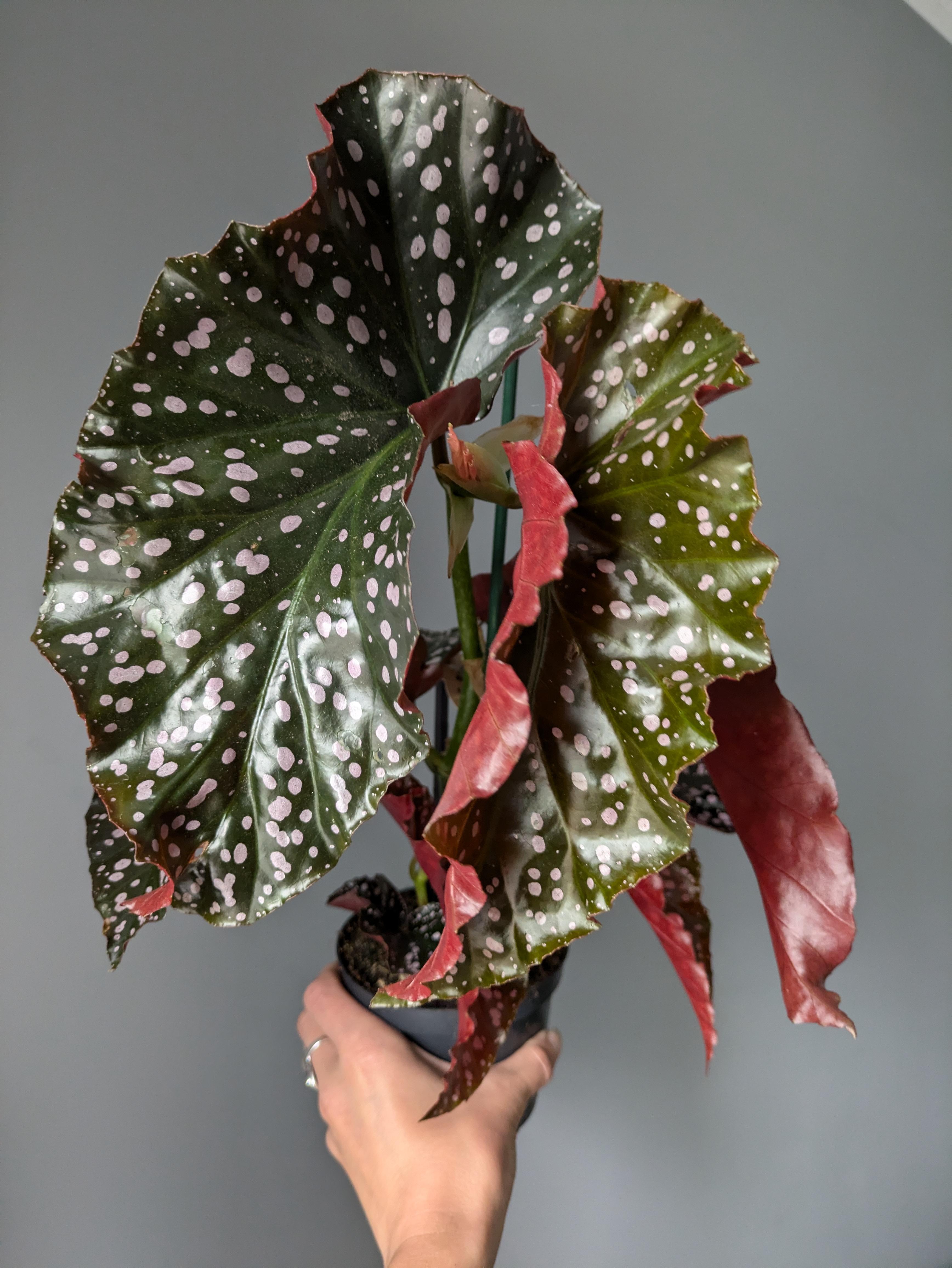 Begonia 'Cracklin' Rosie'