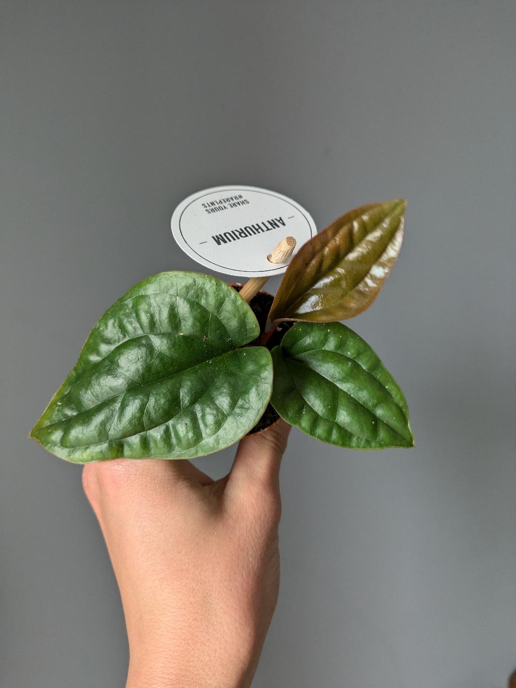 Anthurium luxurians x radicans