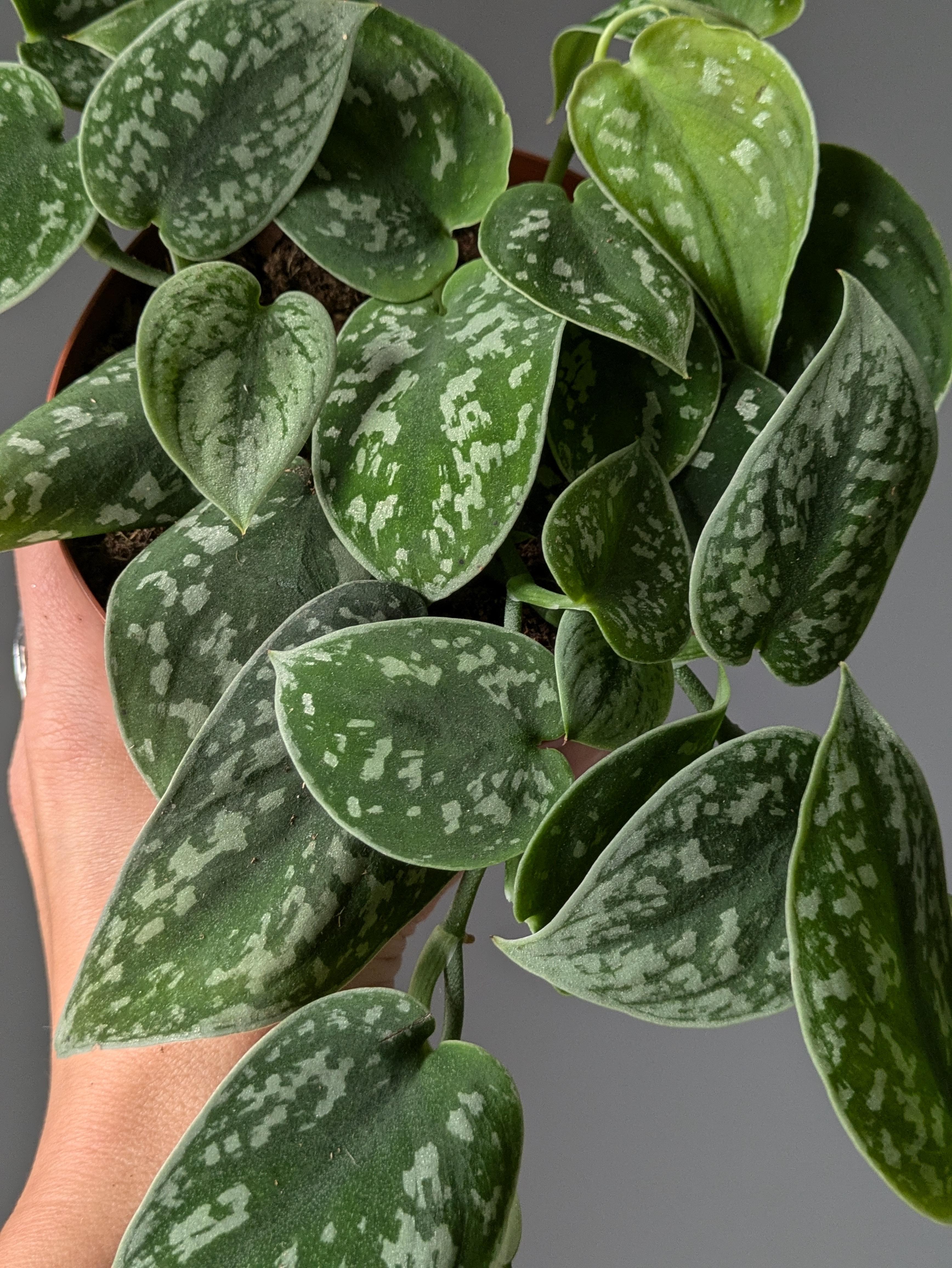 https://planthostel.com/pictures/269ec064-9b34-44a3-b9e0-a3a66fb1ca3f.jpg