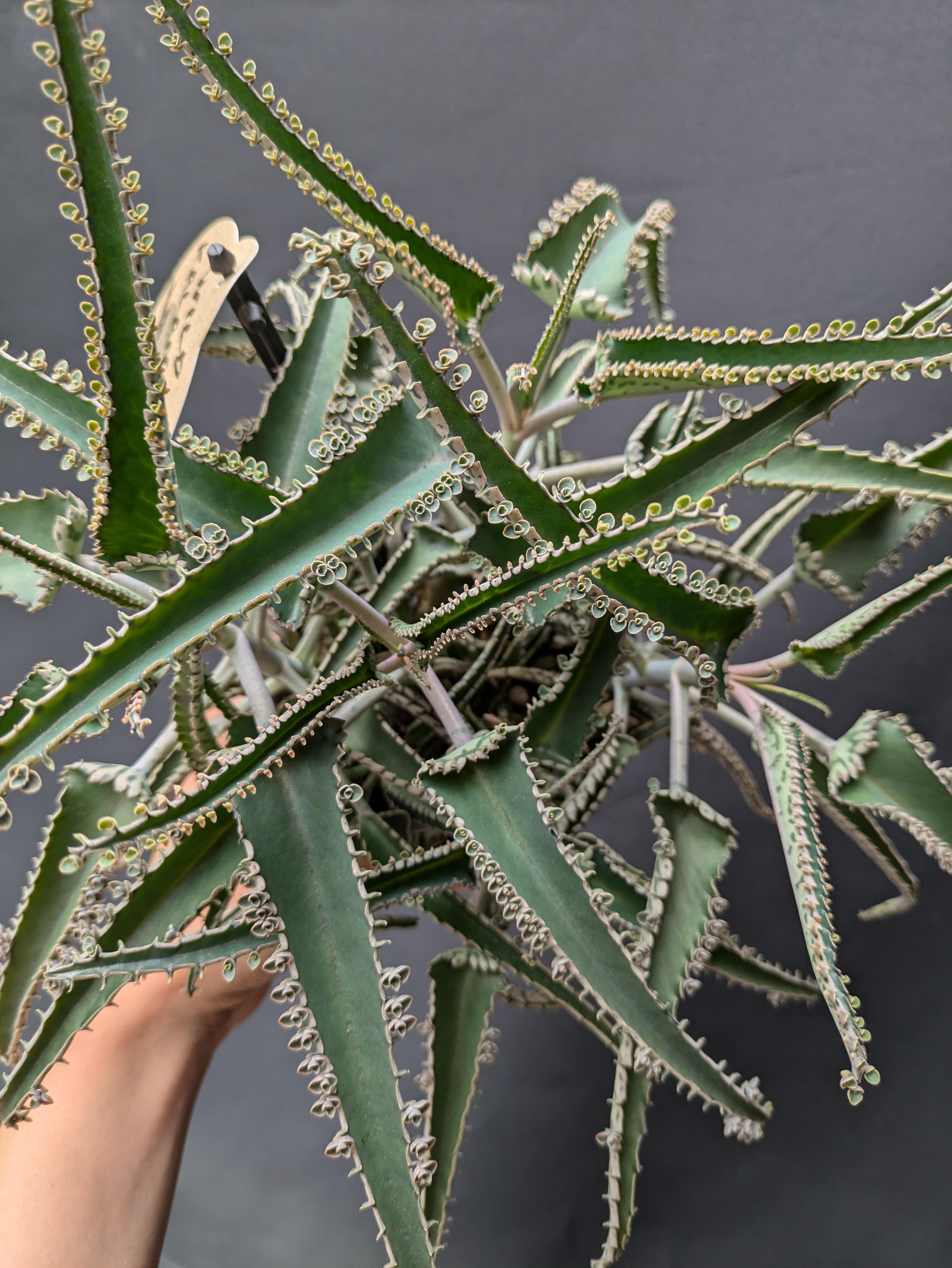 https://planthostel.com/pictures/28359235-8546-4f73-bb5b-48882aeced9f.jpg