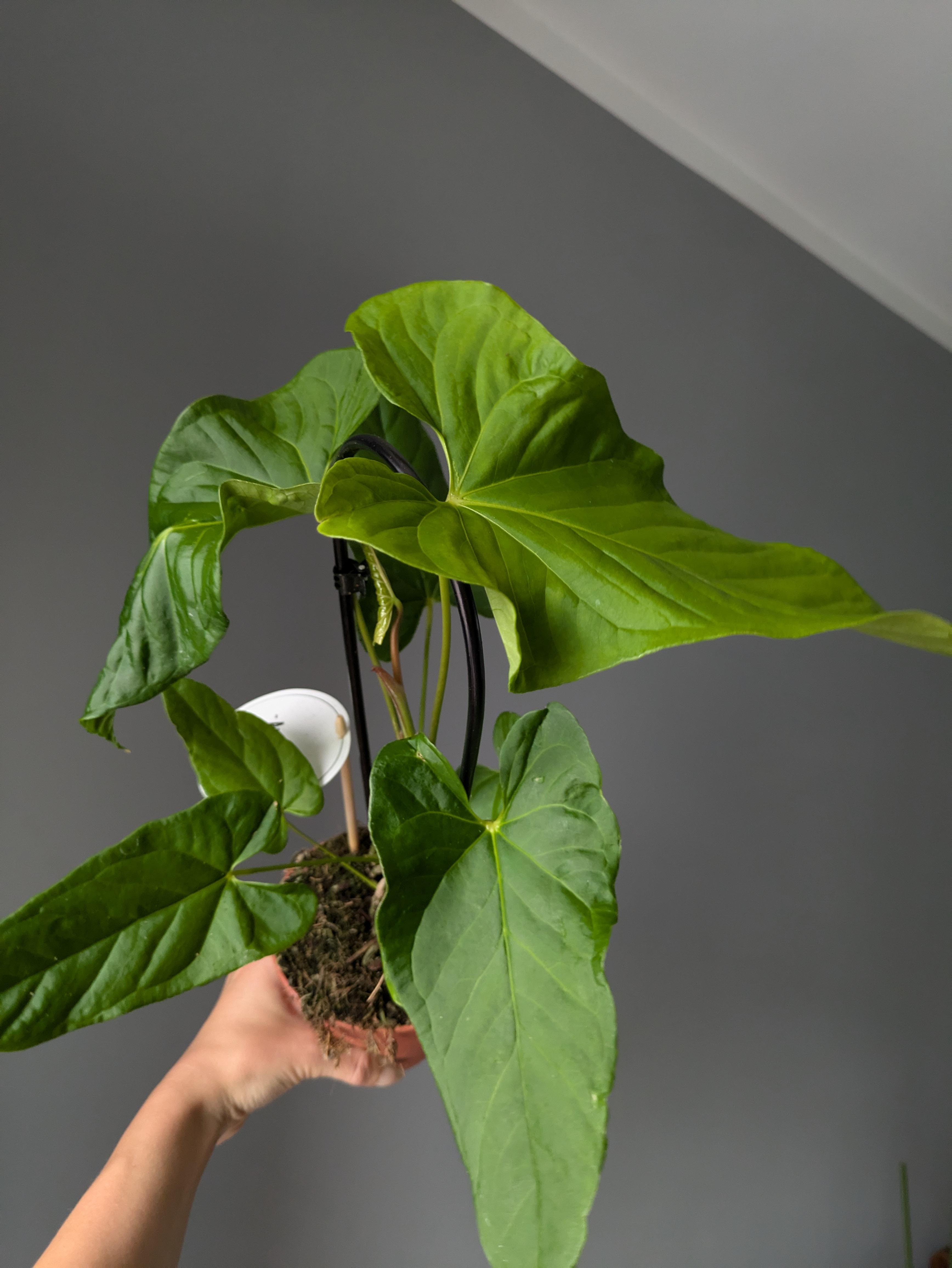 https://planthostel.com/pictures/2e0eedf3-8de6-4db0-bc62-aeda82a4b735.jpg