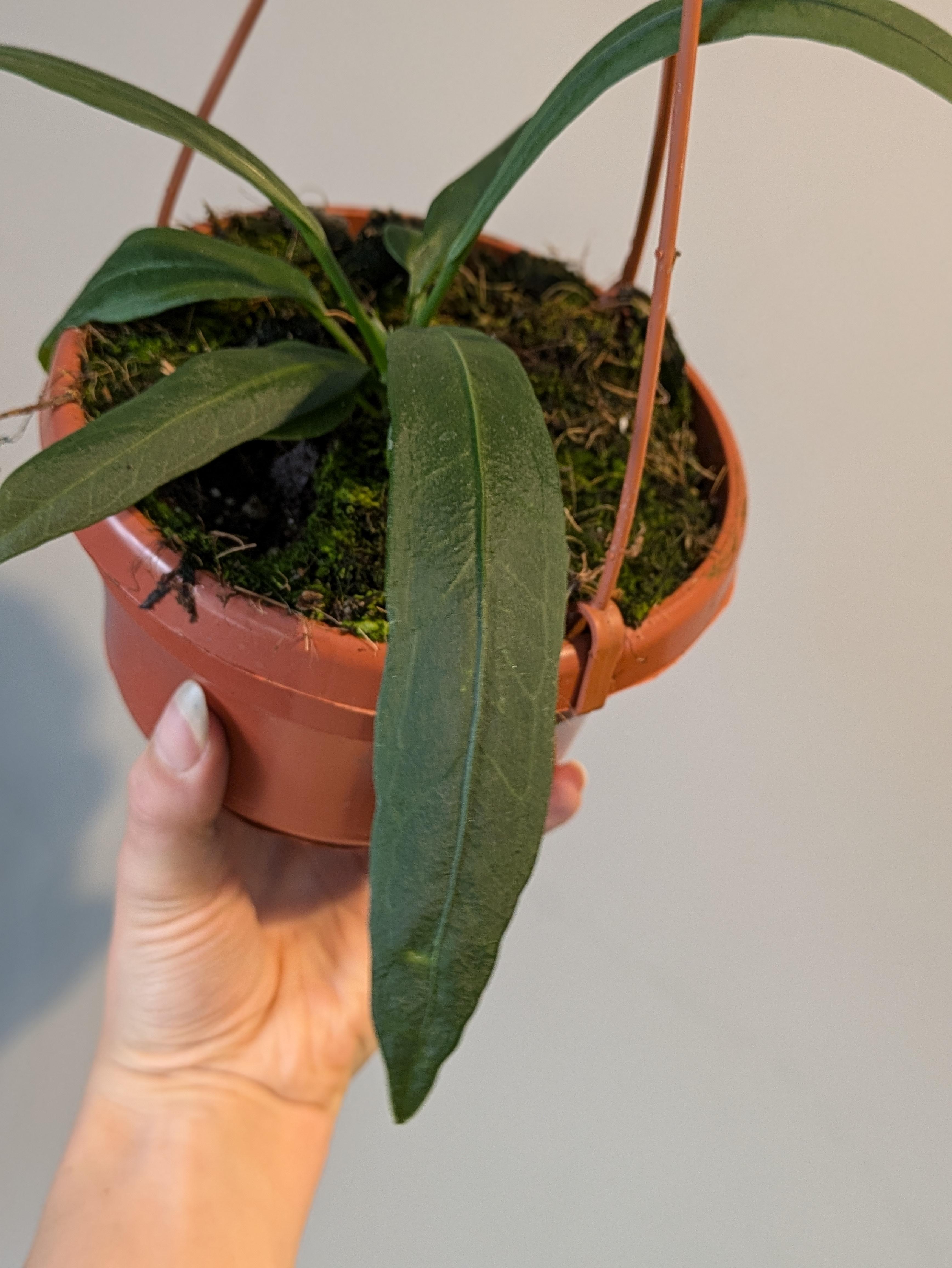 https://planthostel.com/pictures/2fea8610-2d63-4652-98df-d2a40e7b0434.jpg