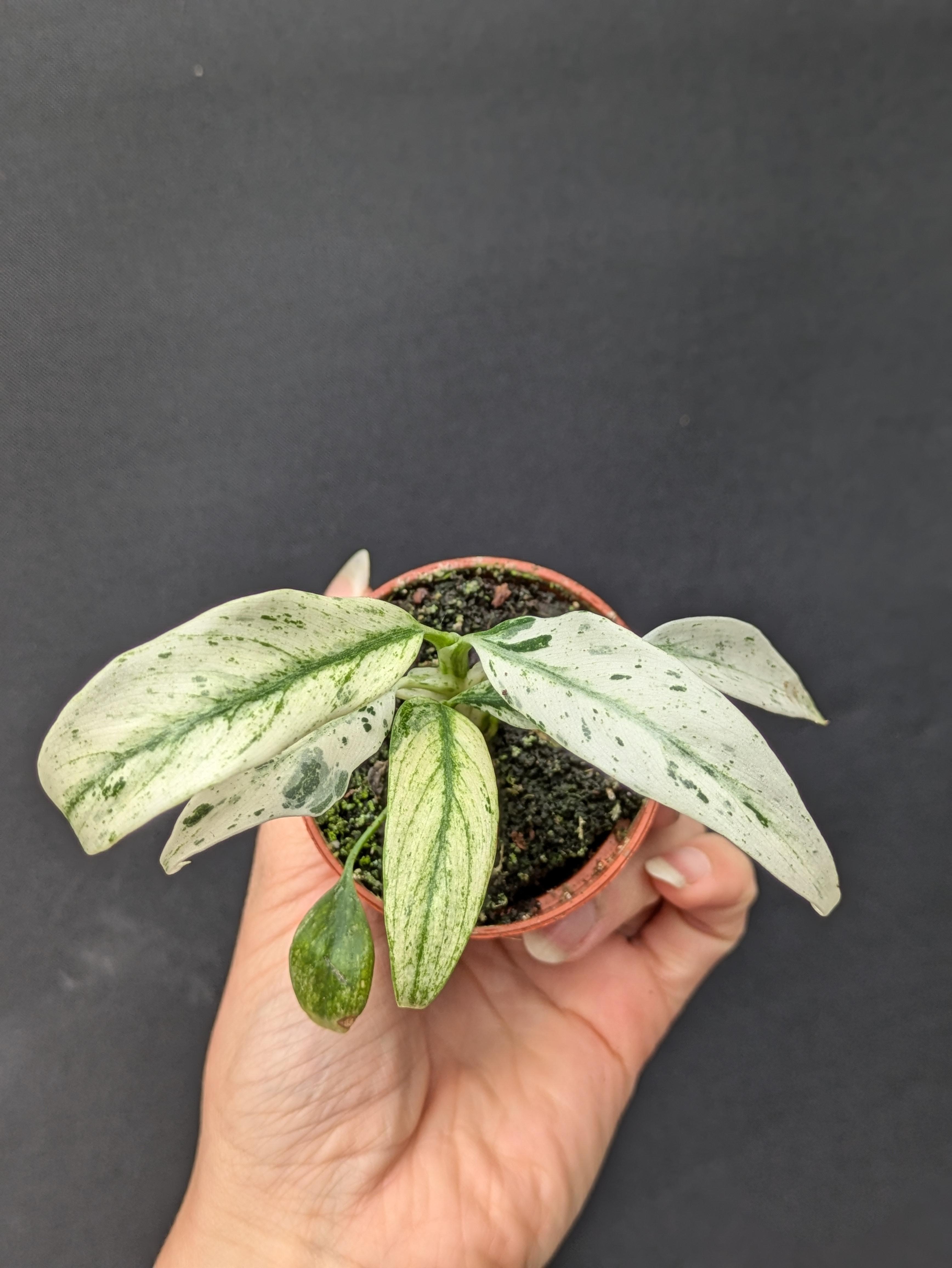 https://planthostel.com/pictures/3041f8d1-5052-49d1-b30e-e68b5a9a83de.jpg