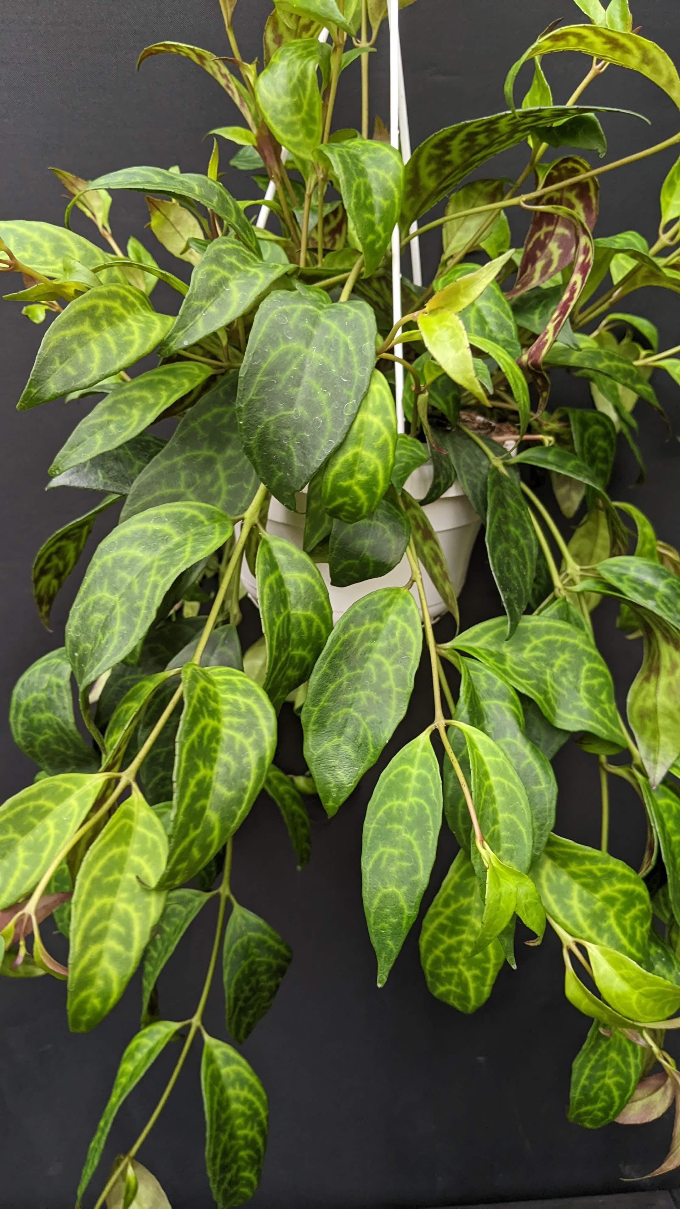 https://planthostel.com/pictures/316f1a58-3911-4c7e-9fb5-9d8a43af0e76.jpg