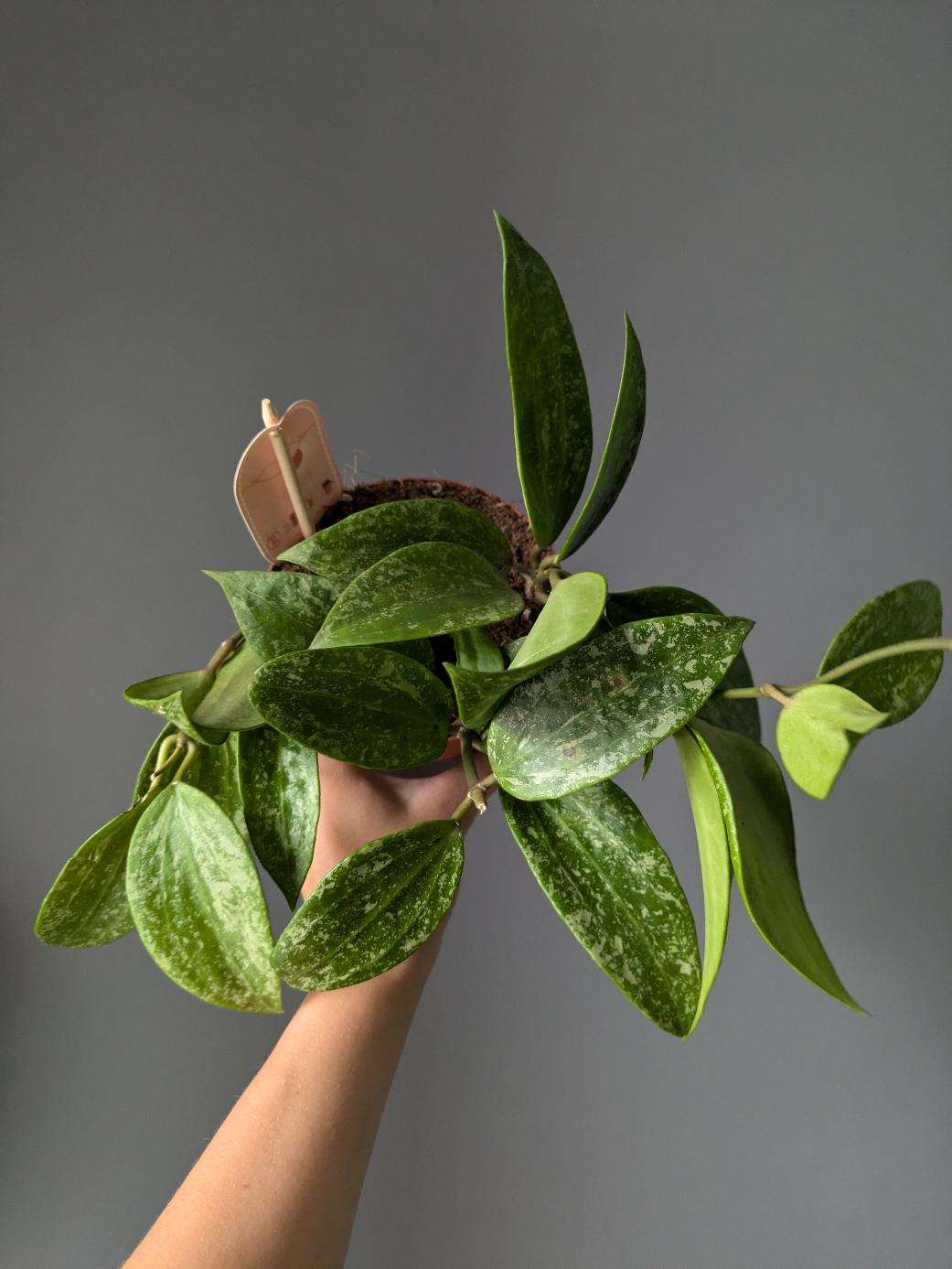 Hoya 'Rangsan'