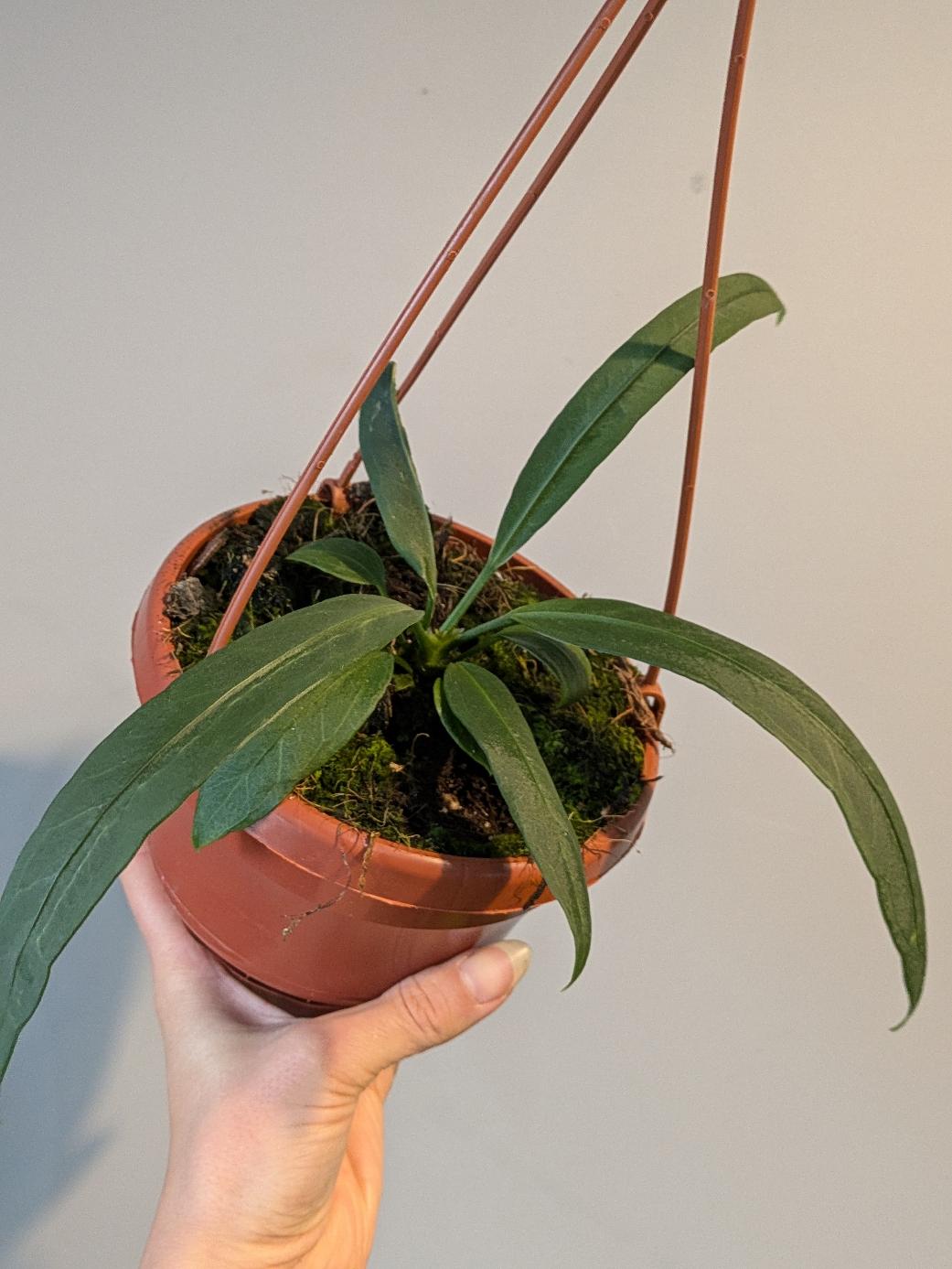 Anthurium vittariifolium