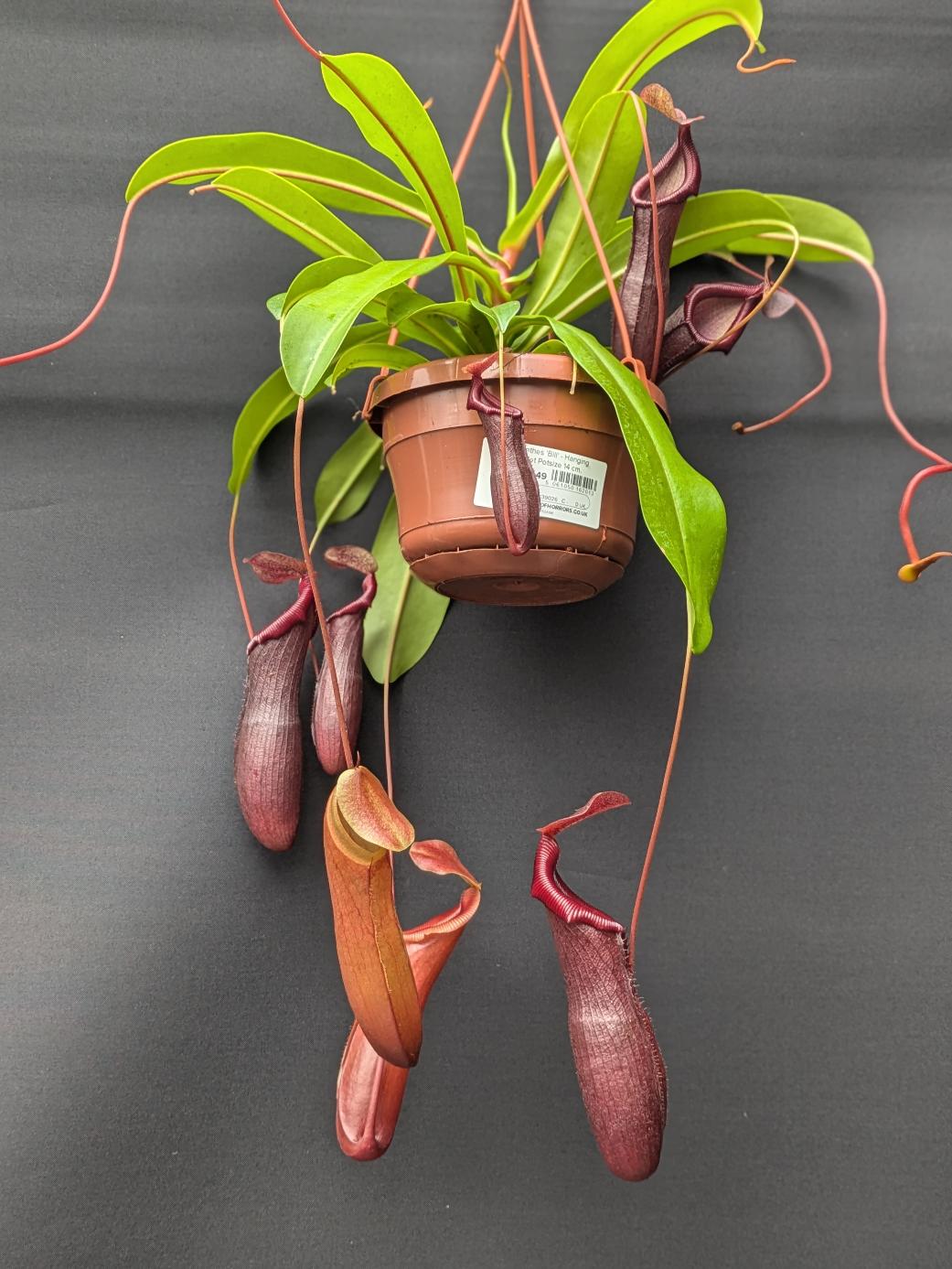 Nepenthes 'Bill' – Hanging Basket