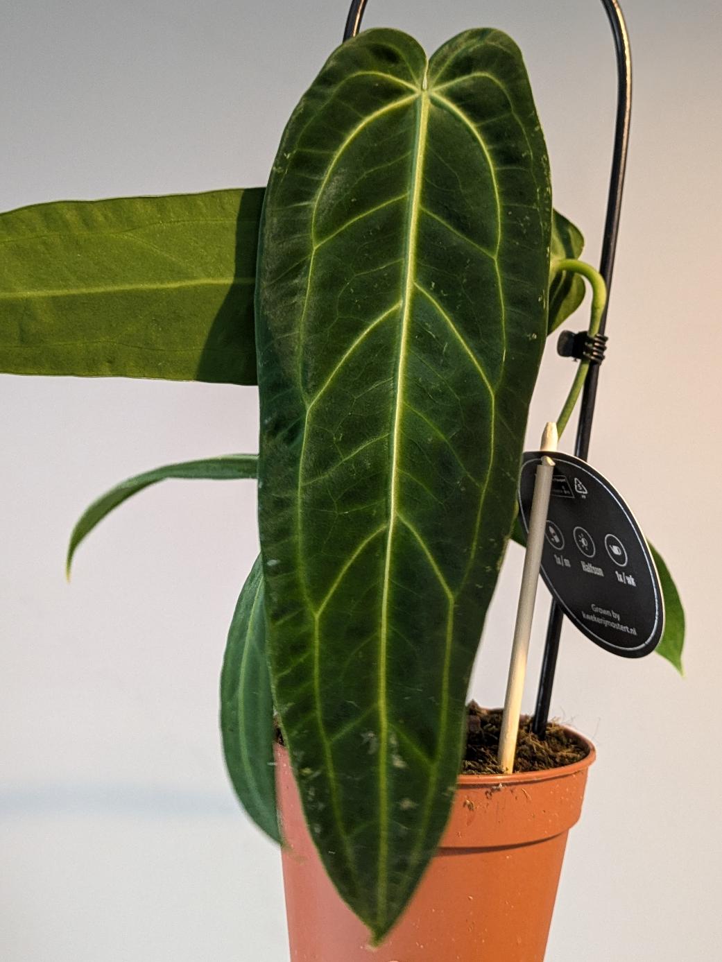 Anthurium warocqueanum / Queen Anthurium 