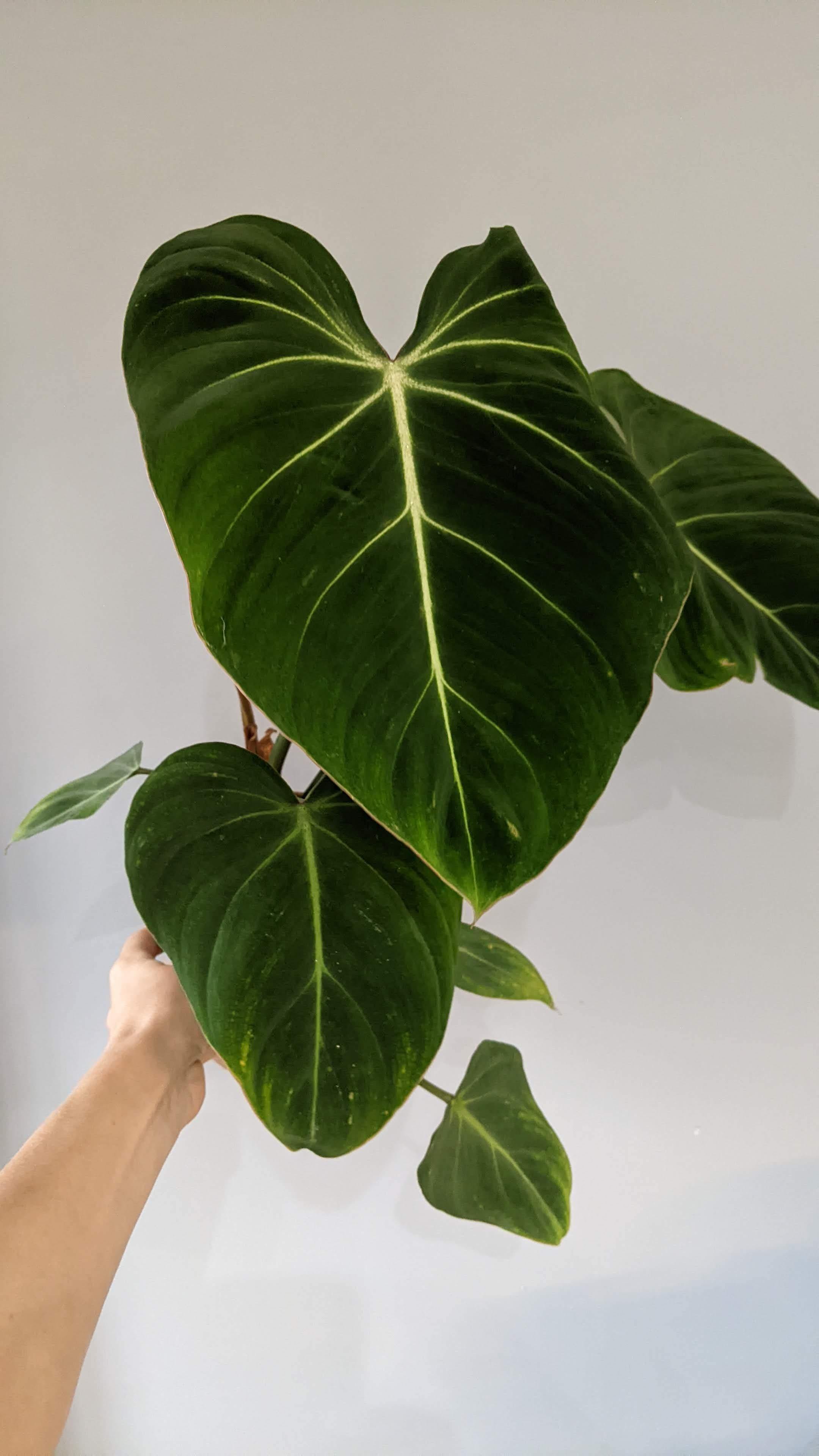 https://planthostel.com/pictures/3eca973a-0175-4435-bed7-b4e682e8eb46.jpg