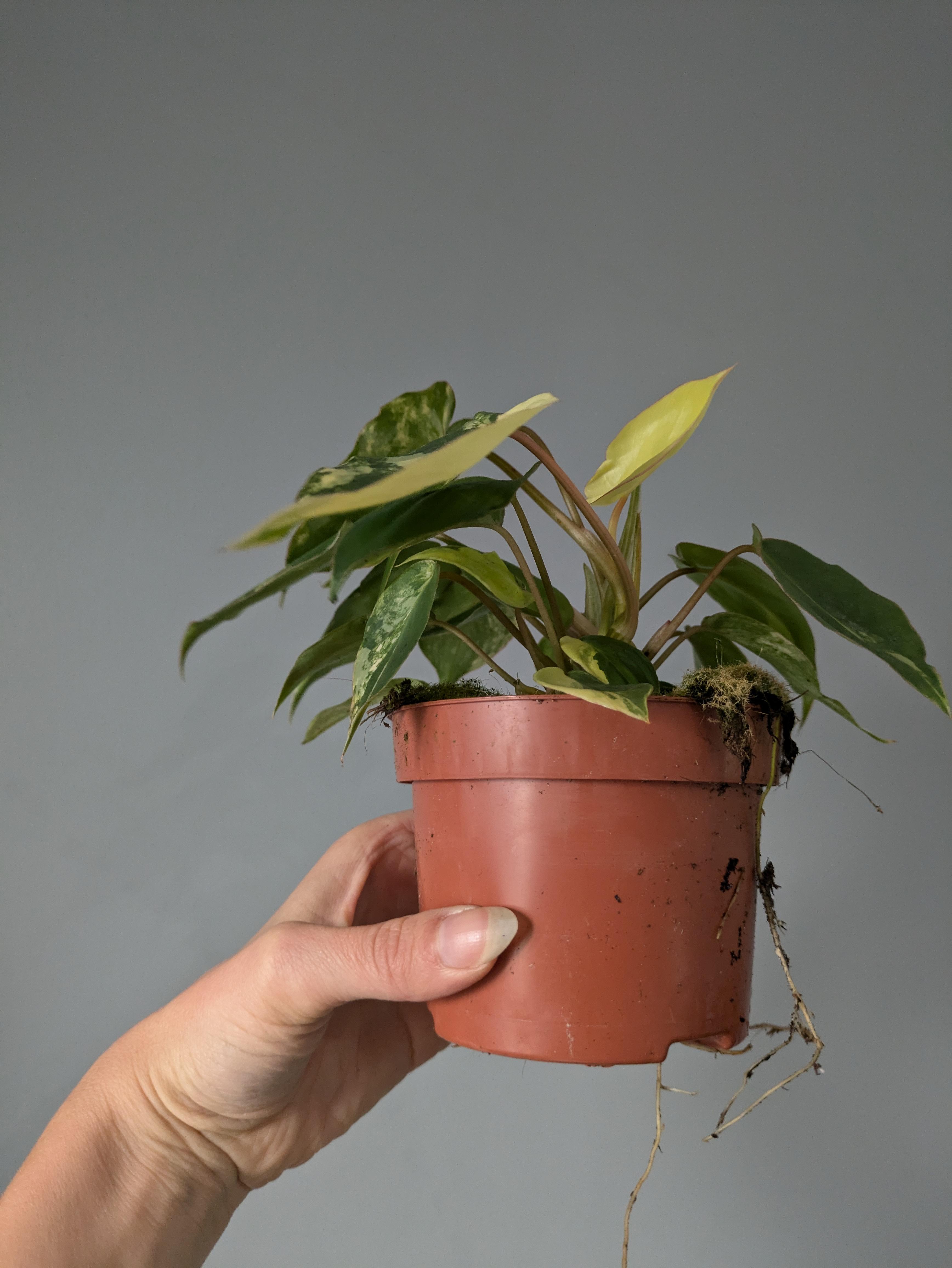 https://planthostel.com/pictures/415d5754-2bfa-4fed-86f3-e1ad78a89d26.jpg
