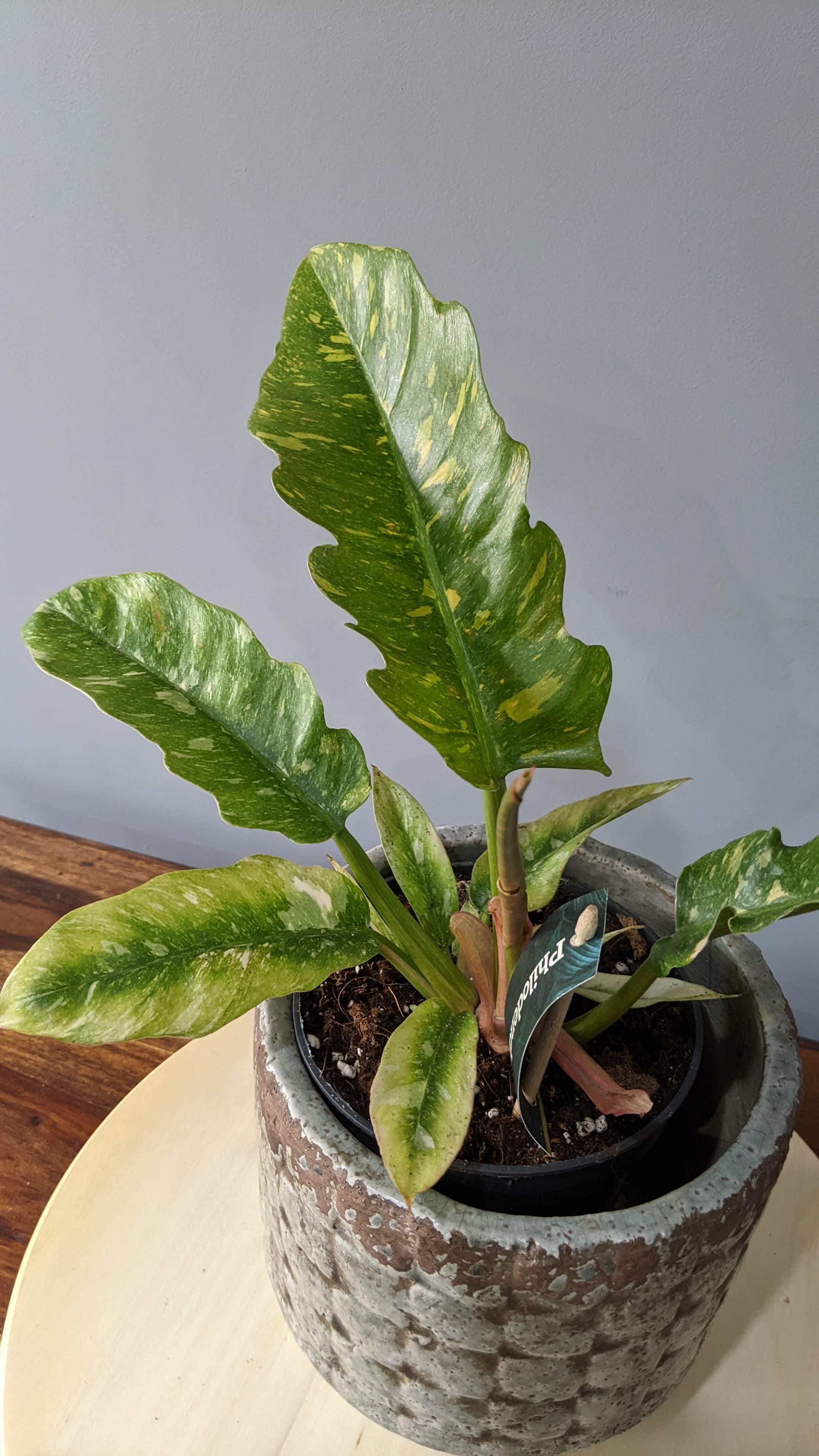 Philodendron 'Ring of Fire' Tropical House Plant in 14cm pot 