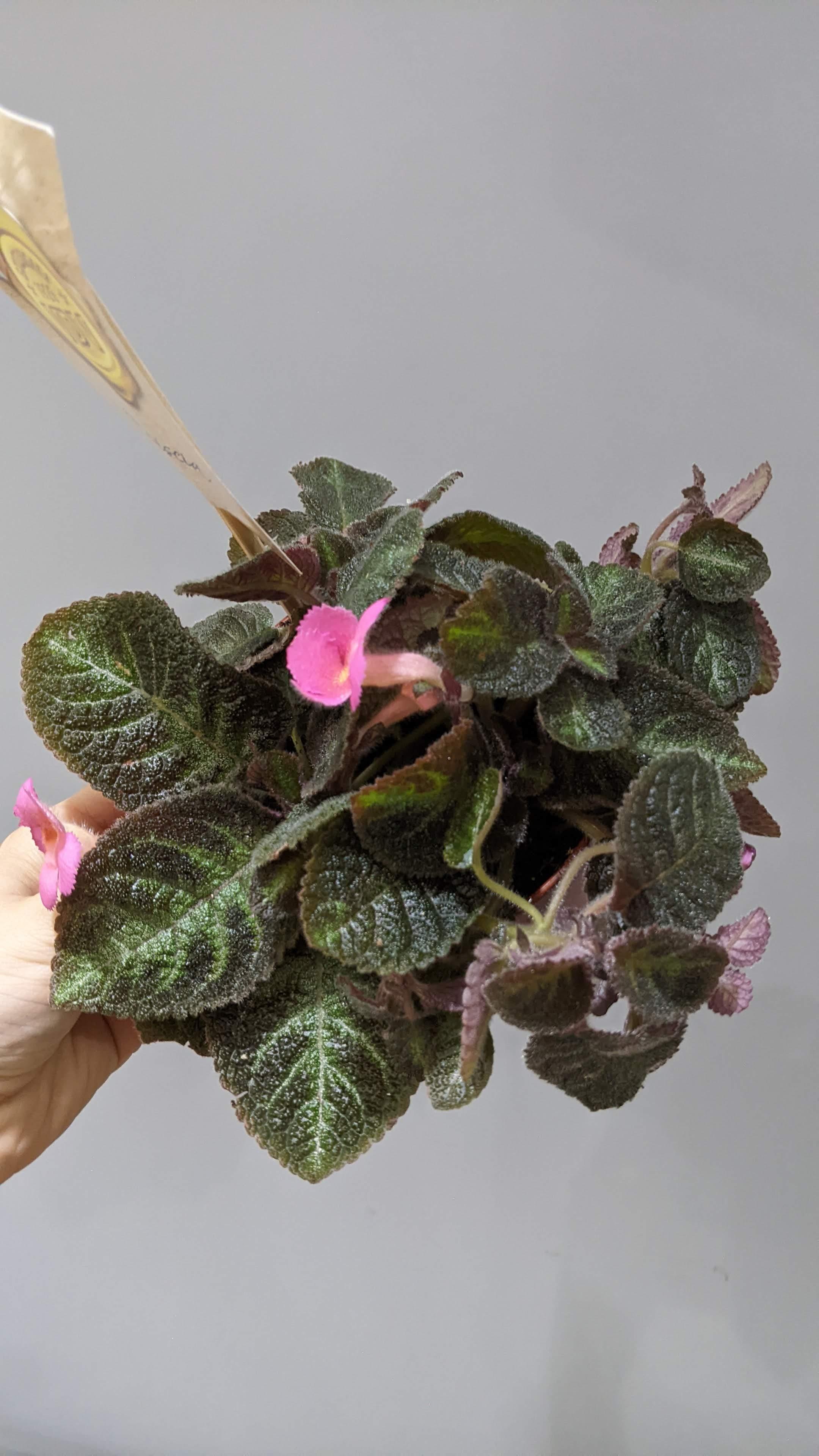https://planthostel.com/pictures/4f8599d7-ada9-490e-a180-f5870fc3eb89.jpg