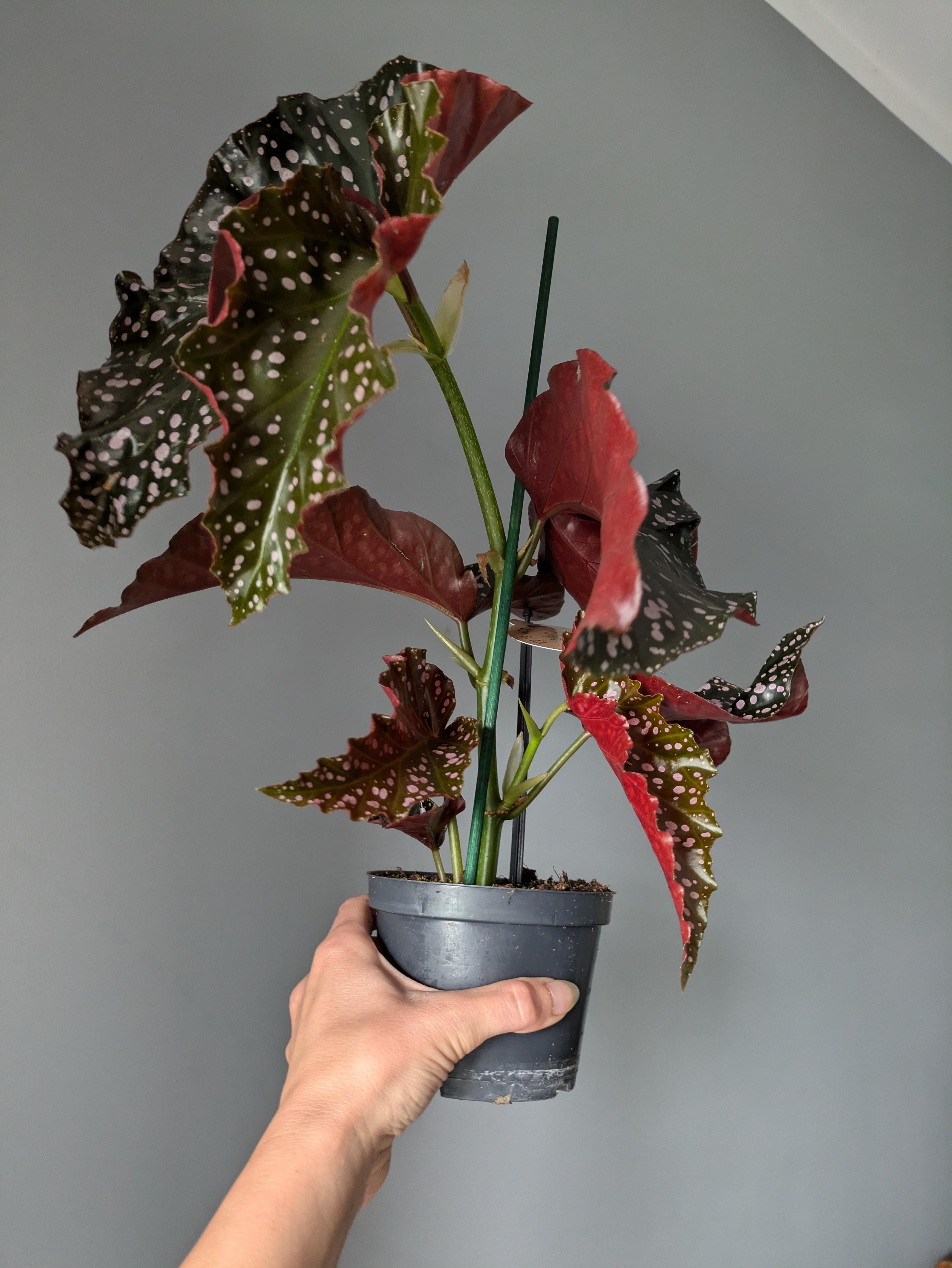https://planthostel.com/pictures/521df266-1d7a-4ea3-bdb8-7ef9d2044585.jpg