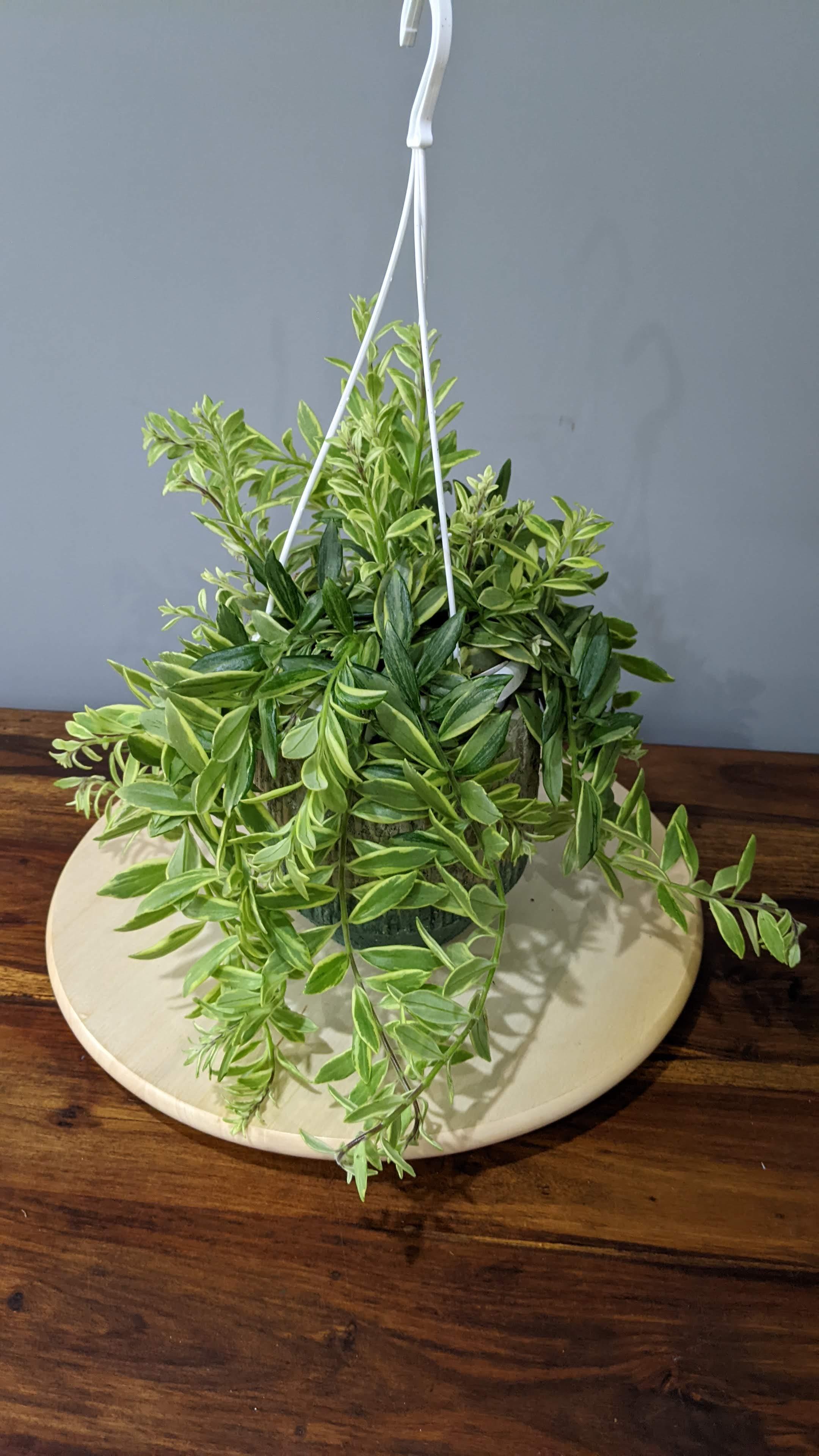 Aeschynanthus (Lipstick Plant ) 'Bolero Bicolore' House Plant in Hanging 14cm pot