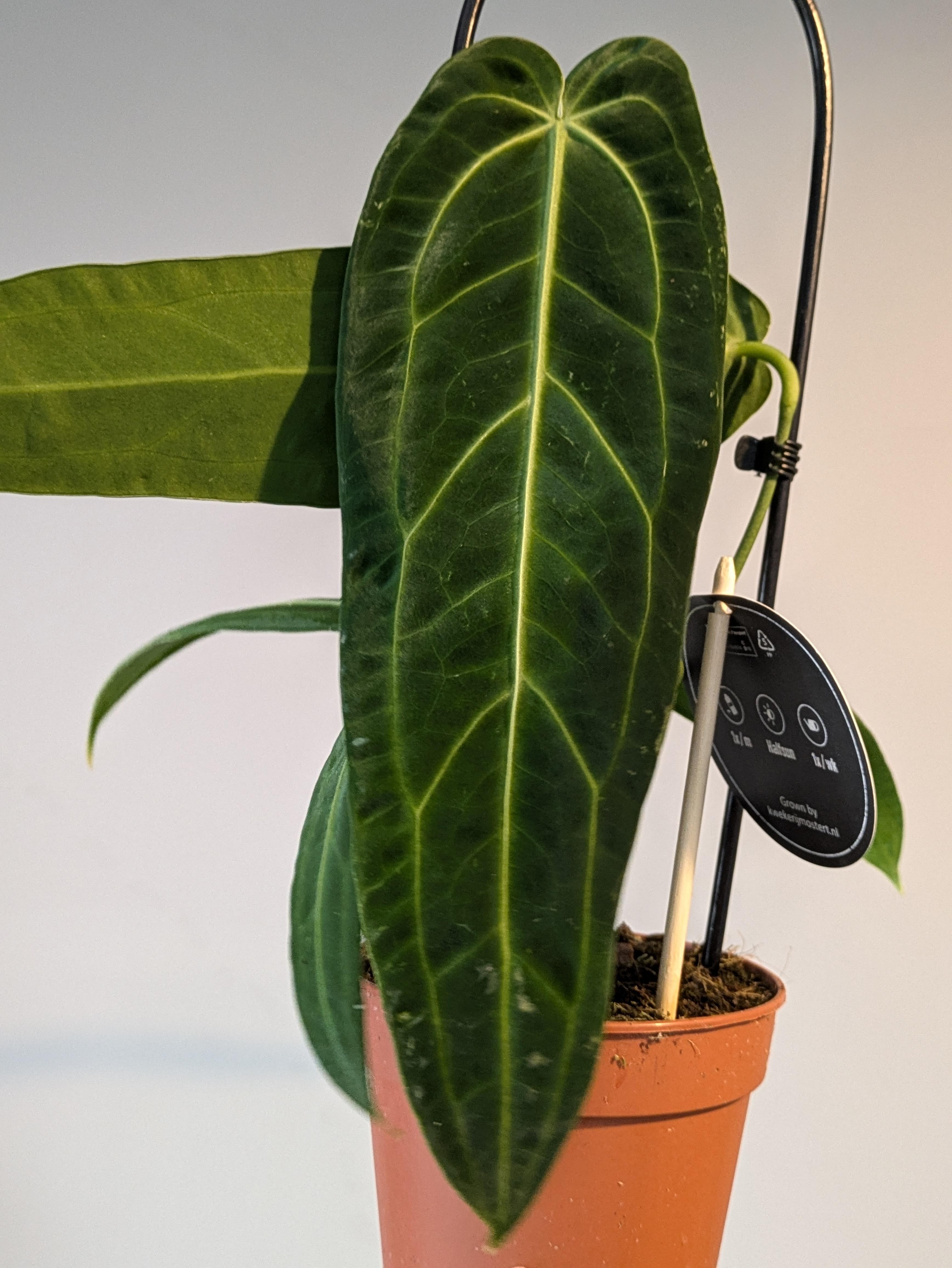 Anthurium warocqueanum / Queen Anthurium 