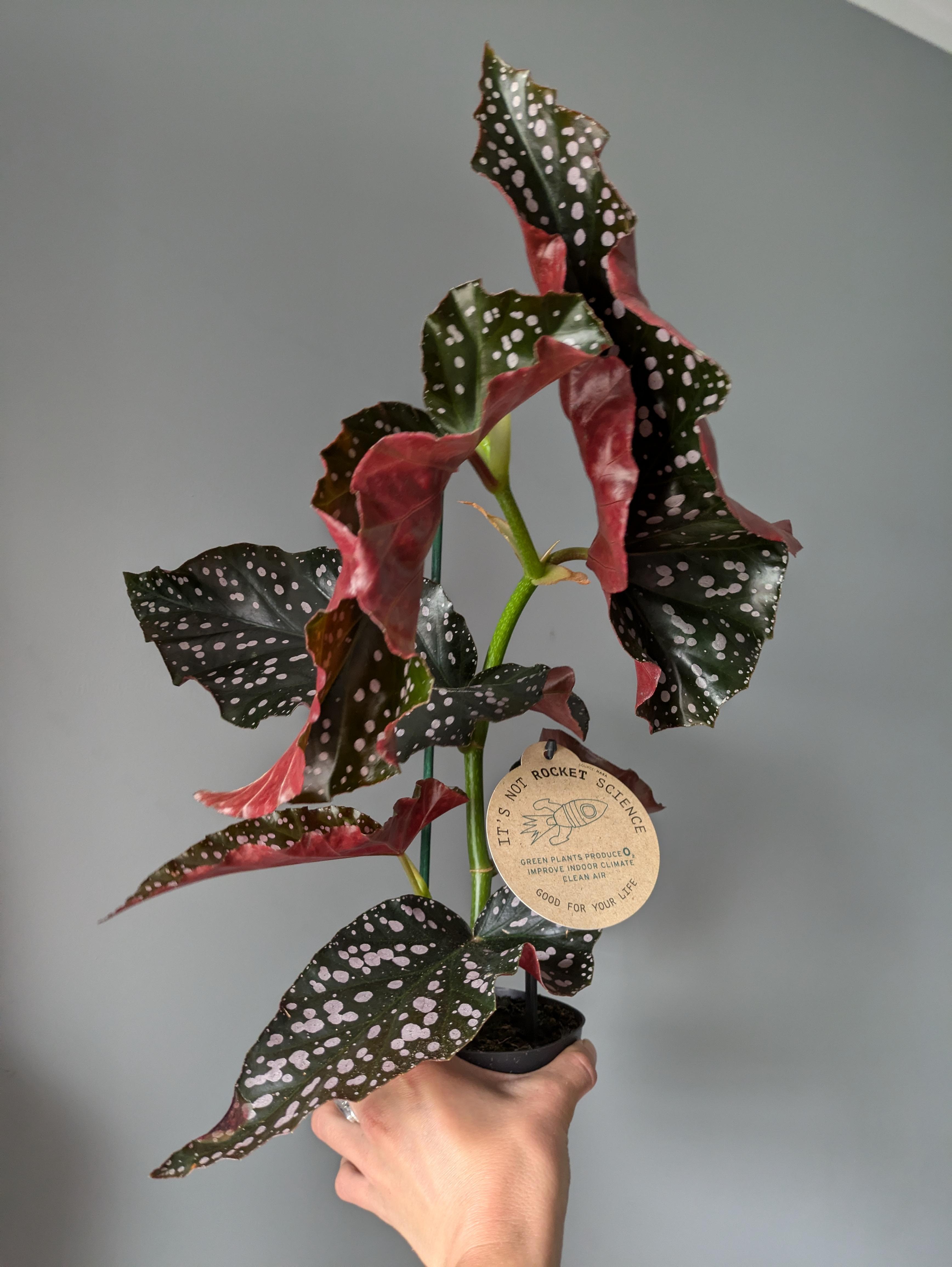 https://planthostel.com/pictures/54972207-7785-46cd-93a9-251e11915907.jpg