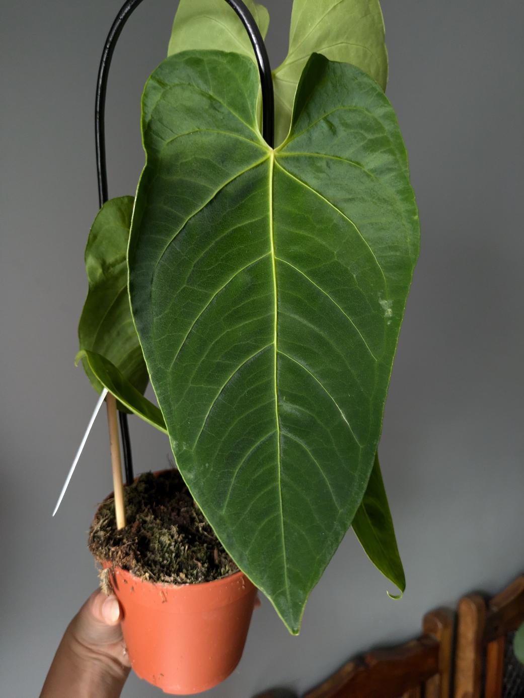 Anthurium queremalense