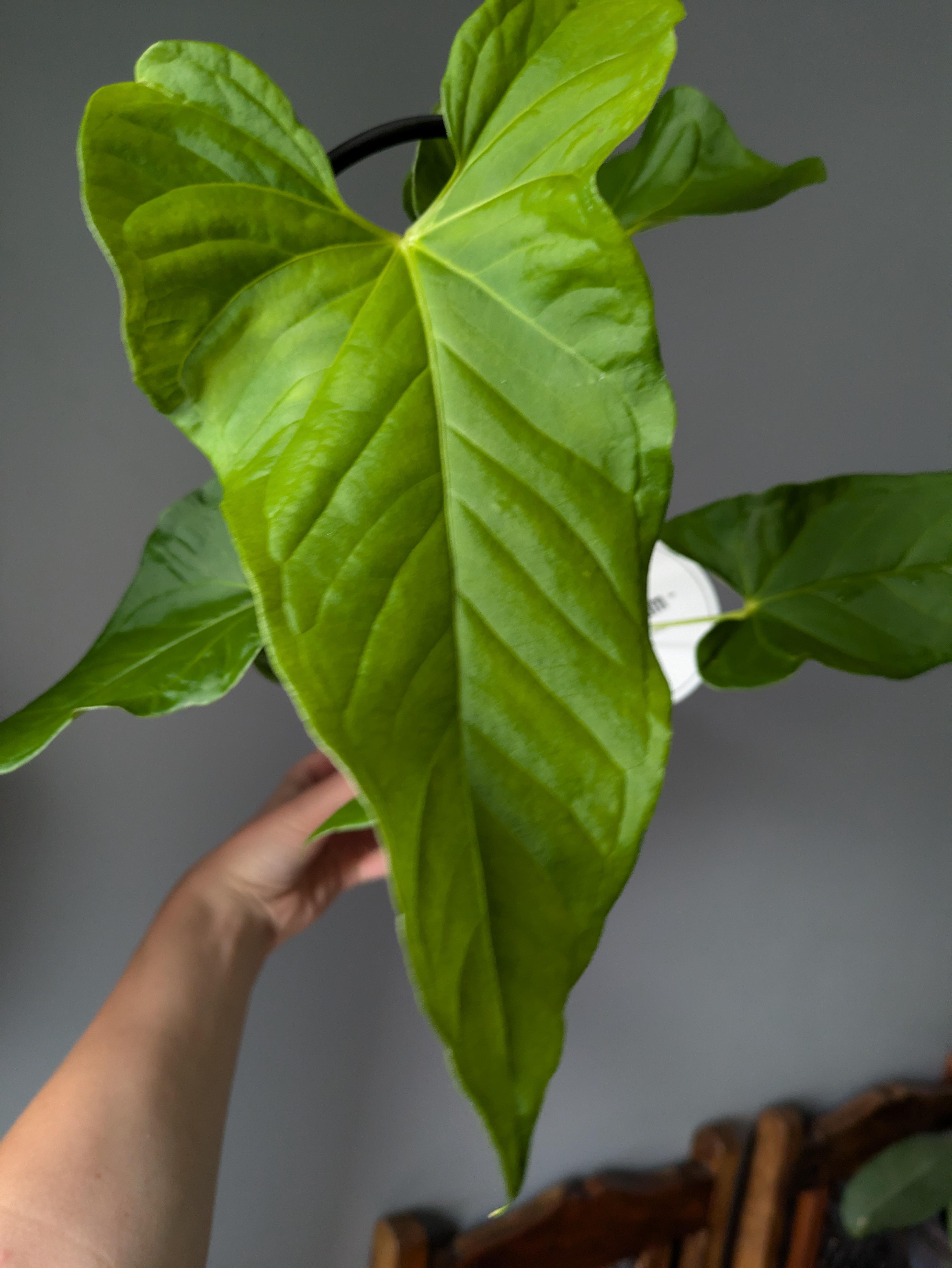 https://planthostel.com/pictures/55bdbc57-5069-4f41-8382-873c1d809e56.jpg