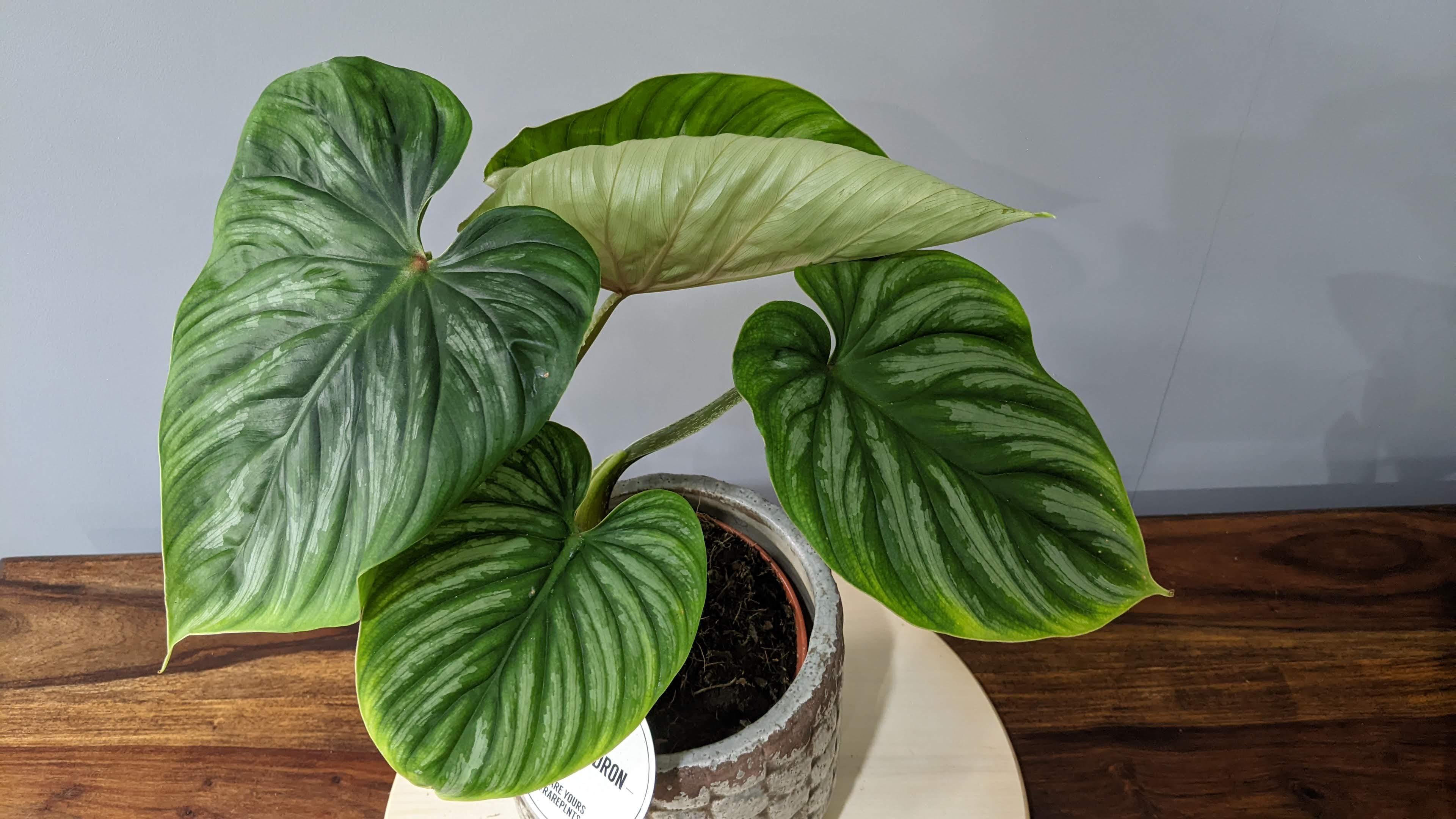 Philodendron plowmanii Tropical House Plant in 15cm pot 