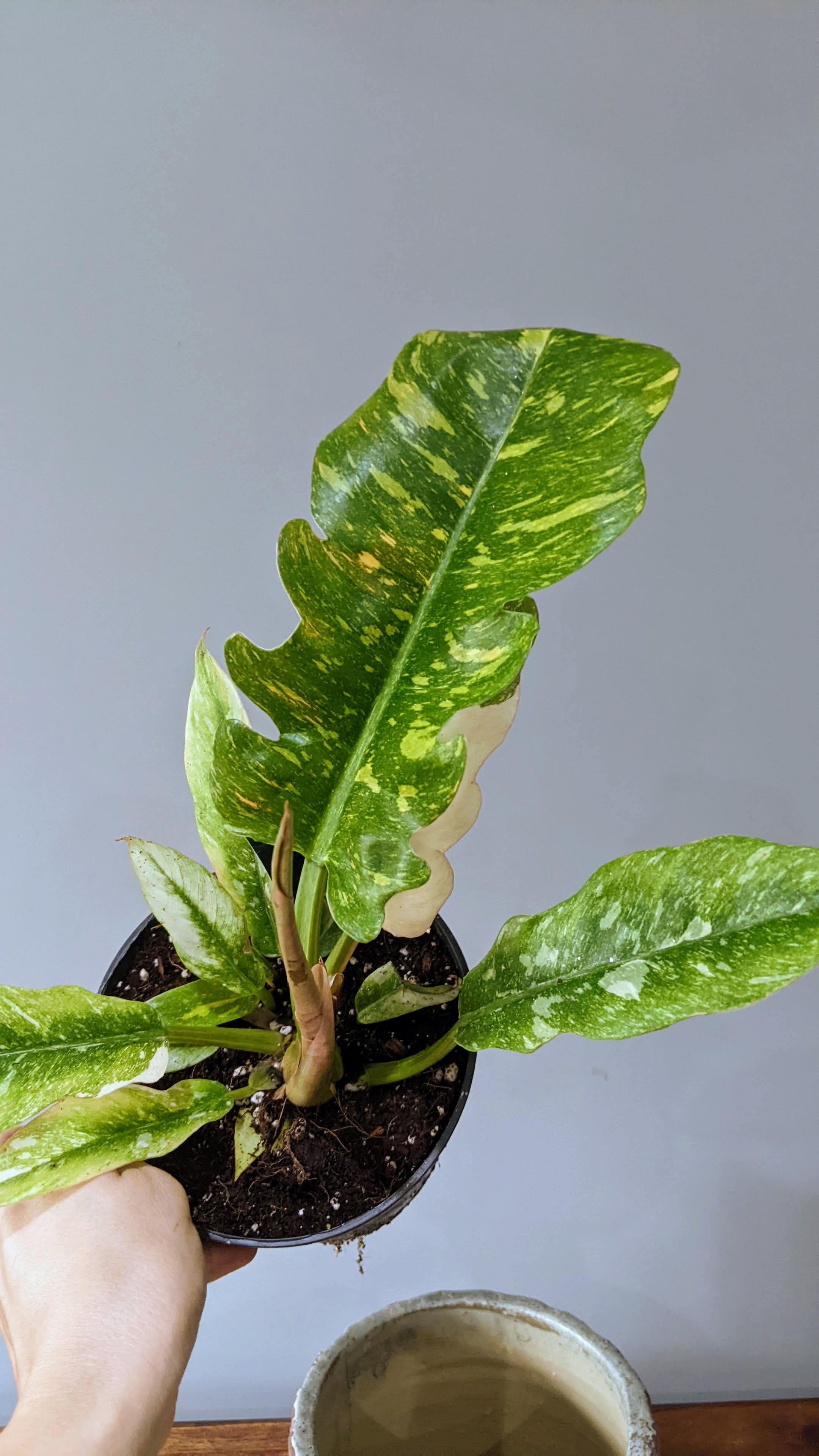 https://planthostel.com/pictures/59090ae1-620f-43e4-bfdc-10db2e8eeee7.jpg