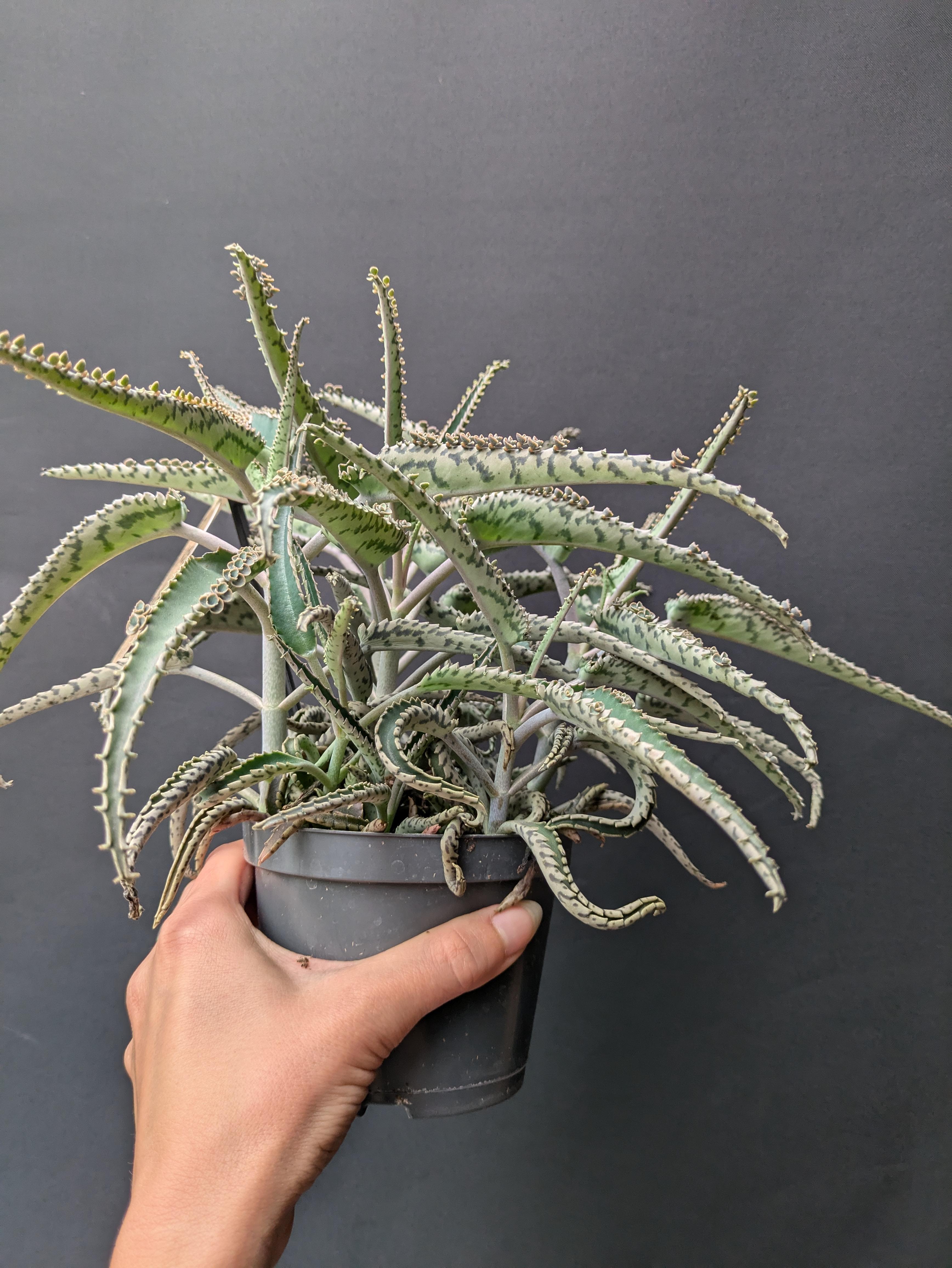 https://planthostel.com/pictures/5af0cad2-7990-4088-8590-bd146089eb06.jpg