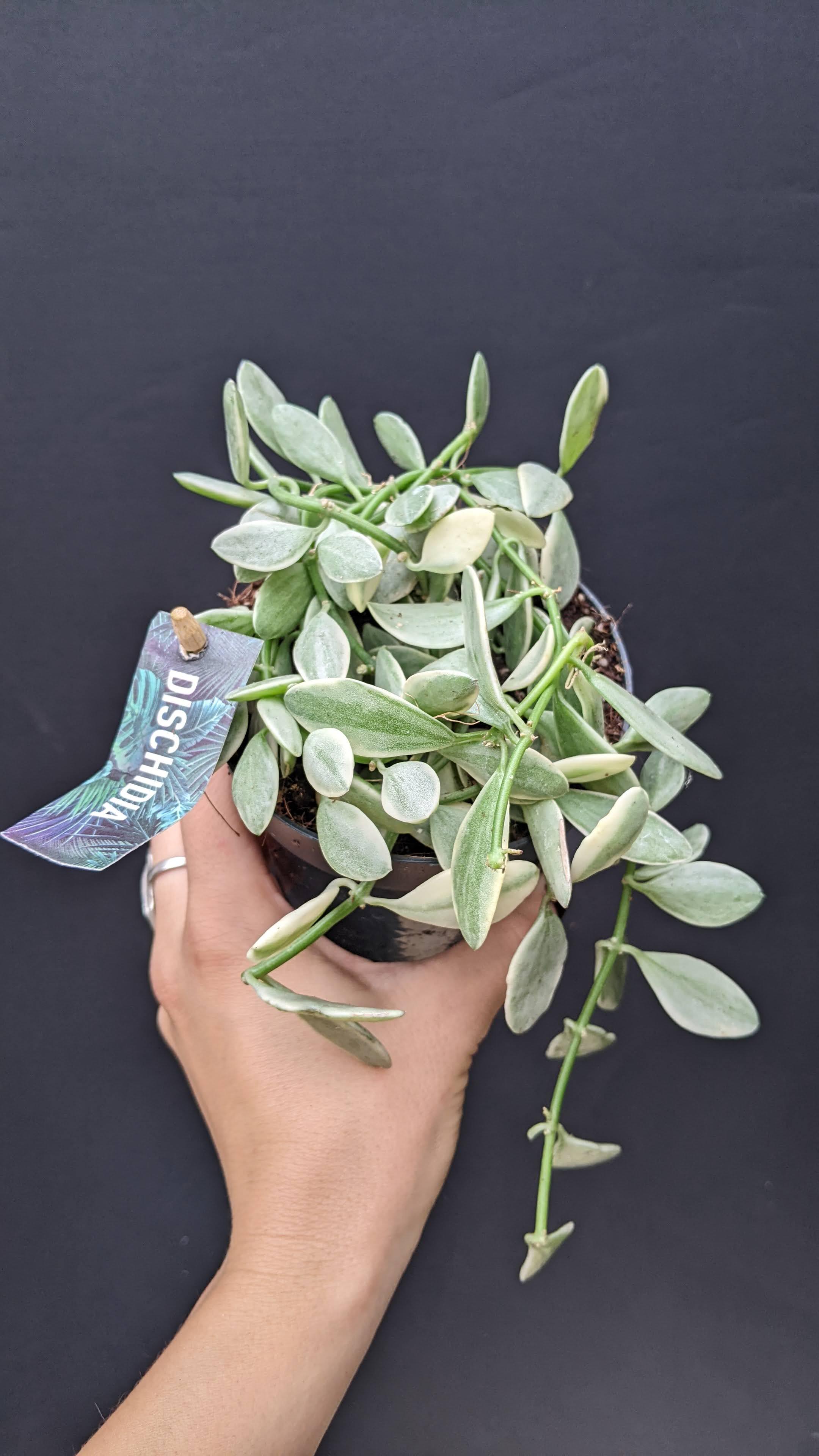 https://planthostel.com/pictures/5f42bf92-0b4f-4f1d-a491-c28098ef6c98.jpg
