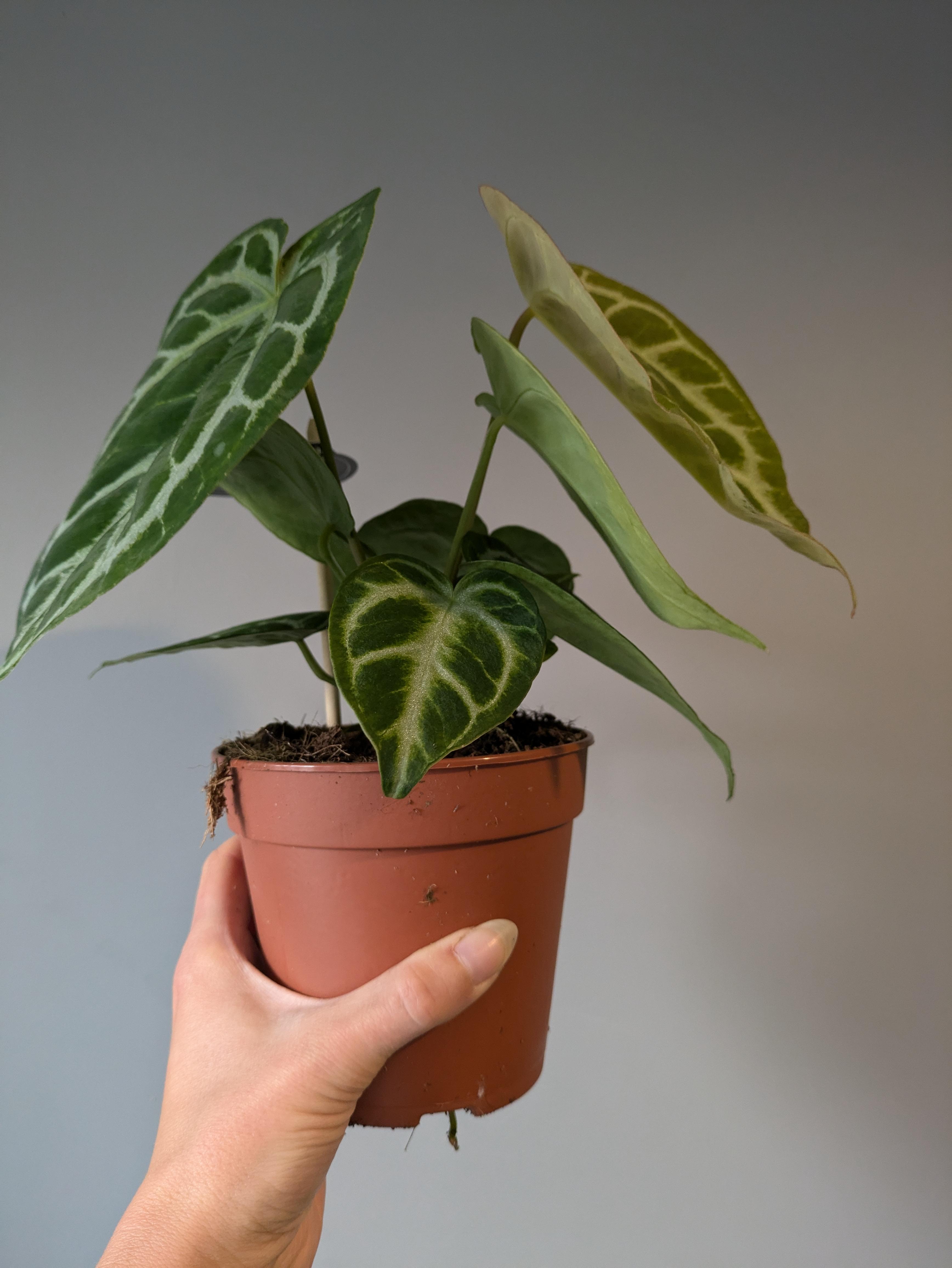 https://planthostel.com/pictures/60311c16-9b93-41e5-8aa6-41d41bcf8e1e.jpg