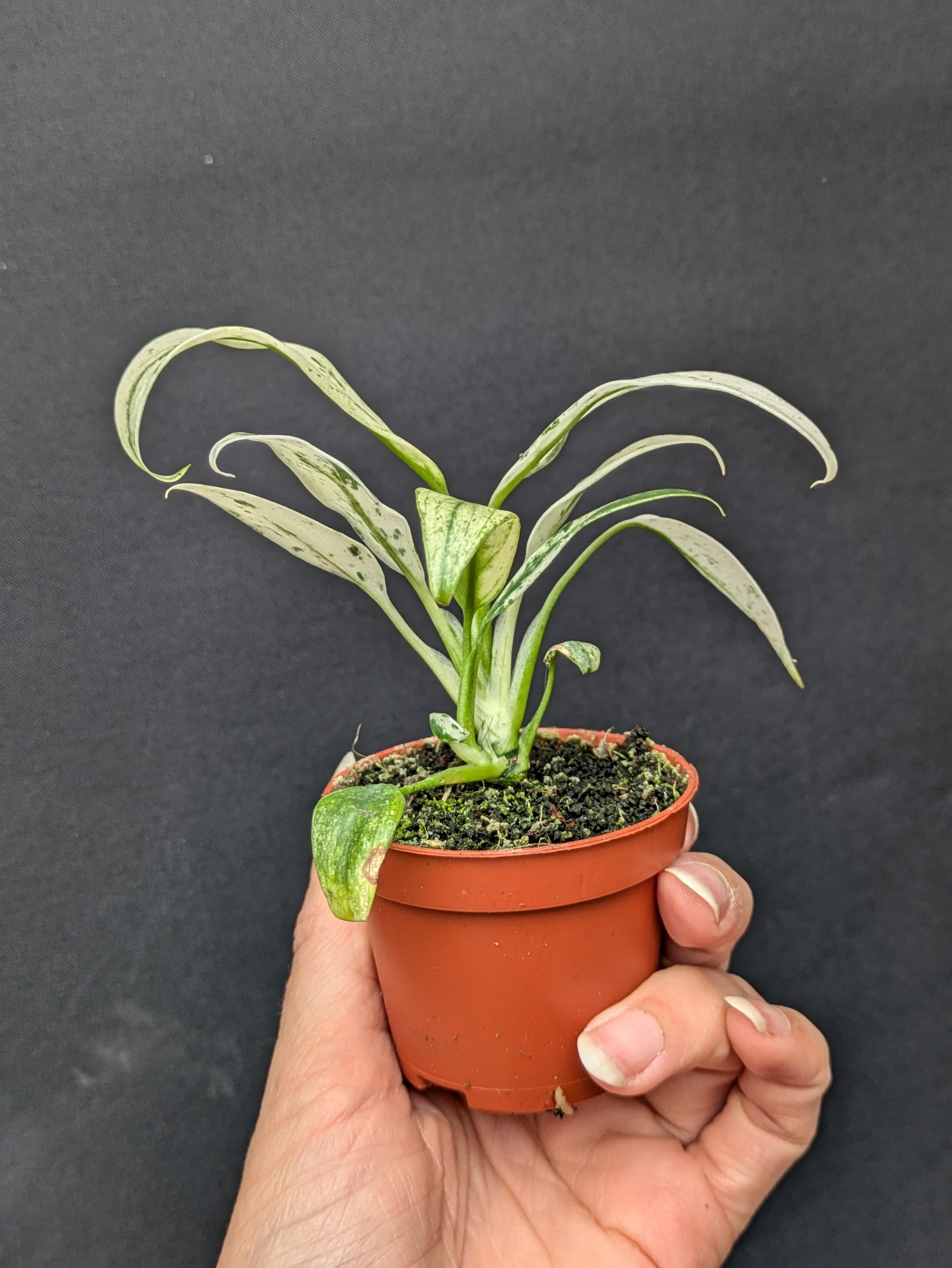 https://planthostel.com/pictures/641d49e8-3861-46ba-be04-568e3e4896d3.jpg