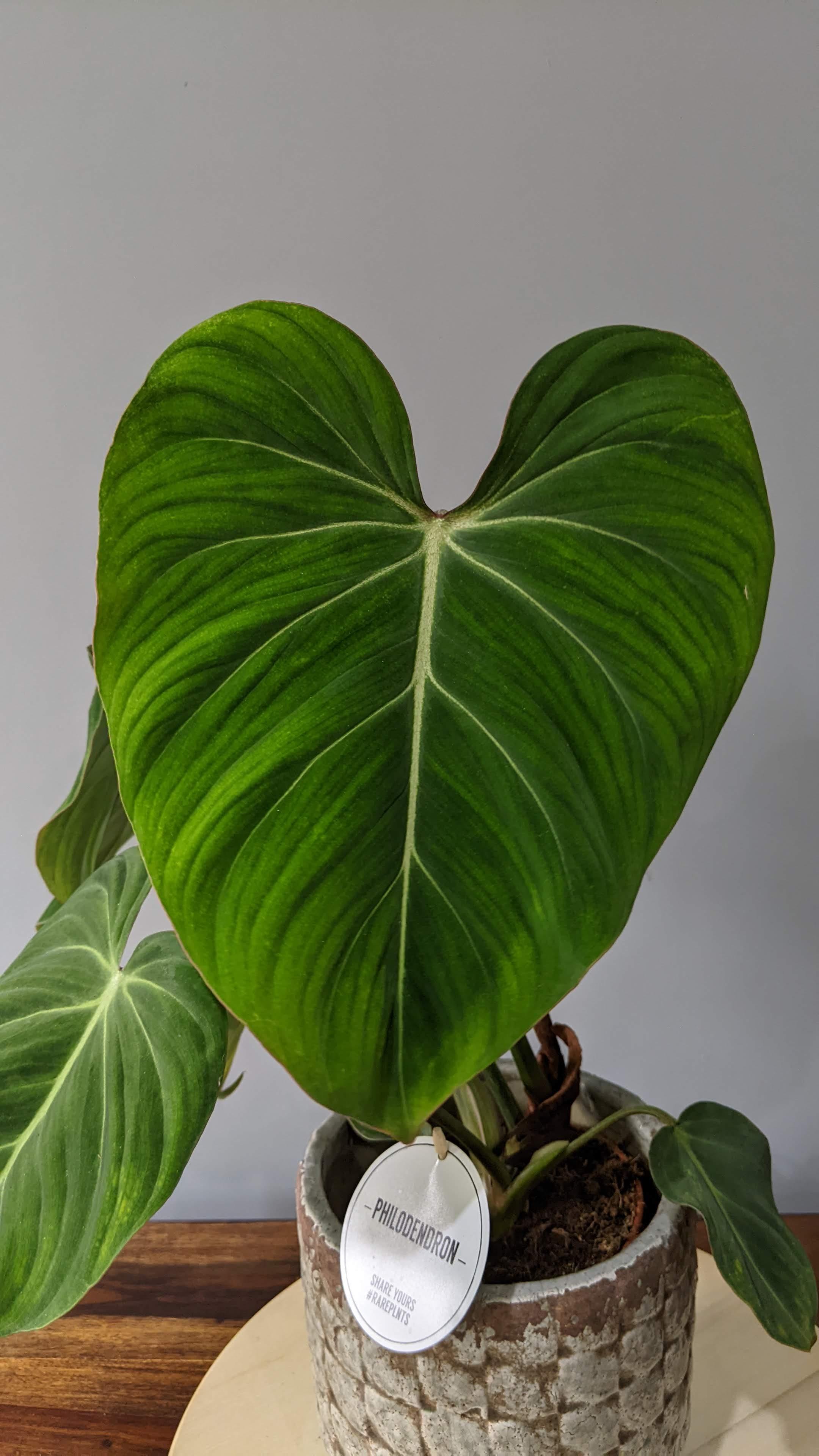 https://planthostel.com/pictures/67a9b23f-fac9-46df-a36c-3c7055f9efcc.jpg