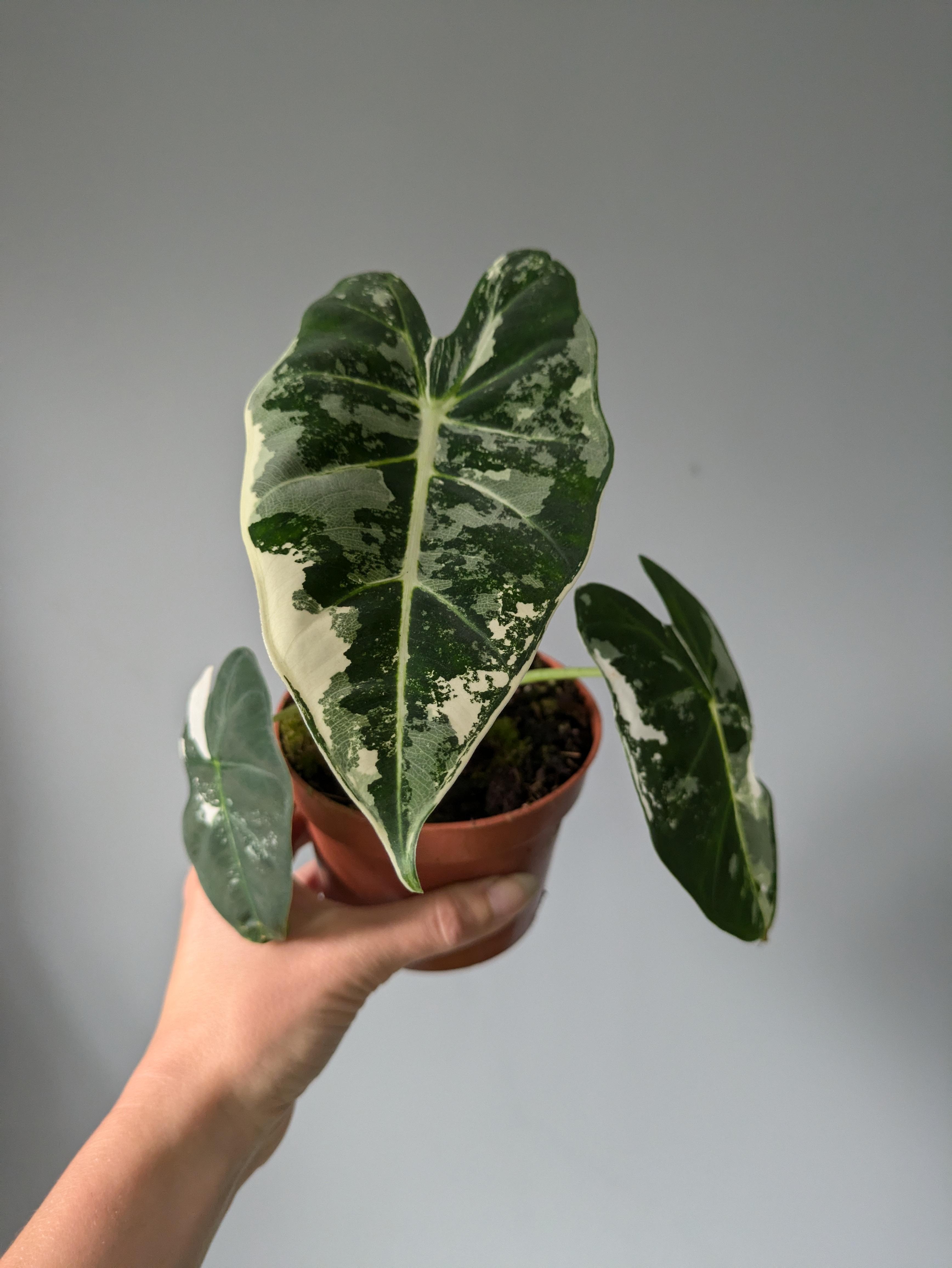 Alocasia micholitziana 'Frydek Variegata'