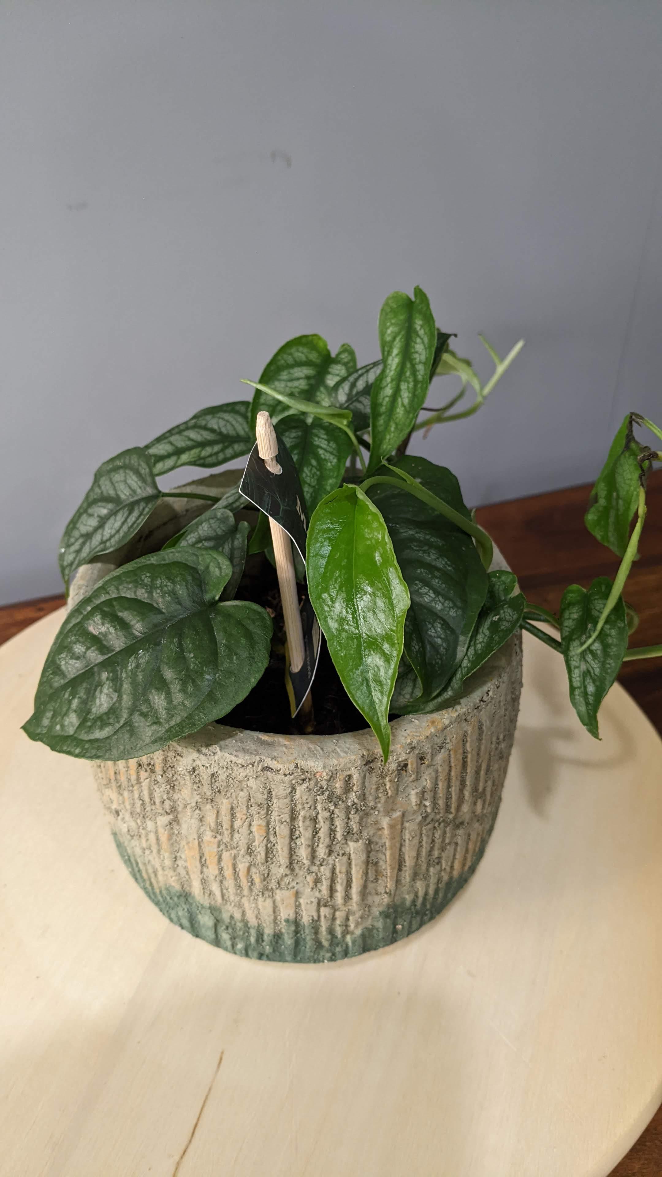 Monstera siltepecana (Silver Monstera) House Plant in 12cm pot 