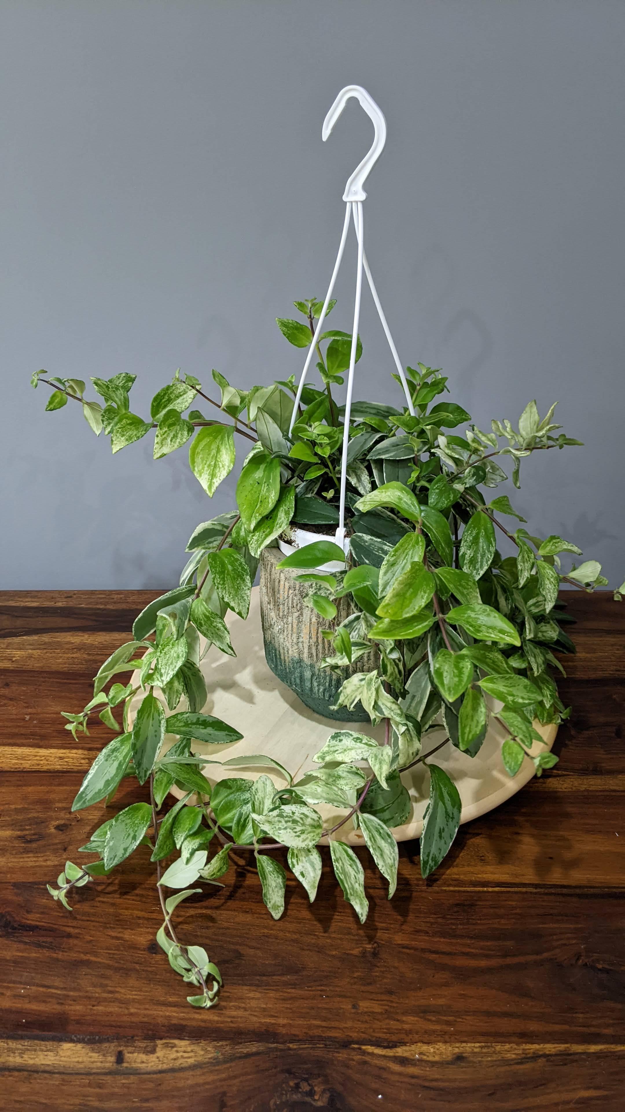 Aeschynanthus lobbianus (Lipstick Plant ) 'Variegatus' House Plant in Hanging 14cm pot