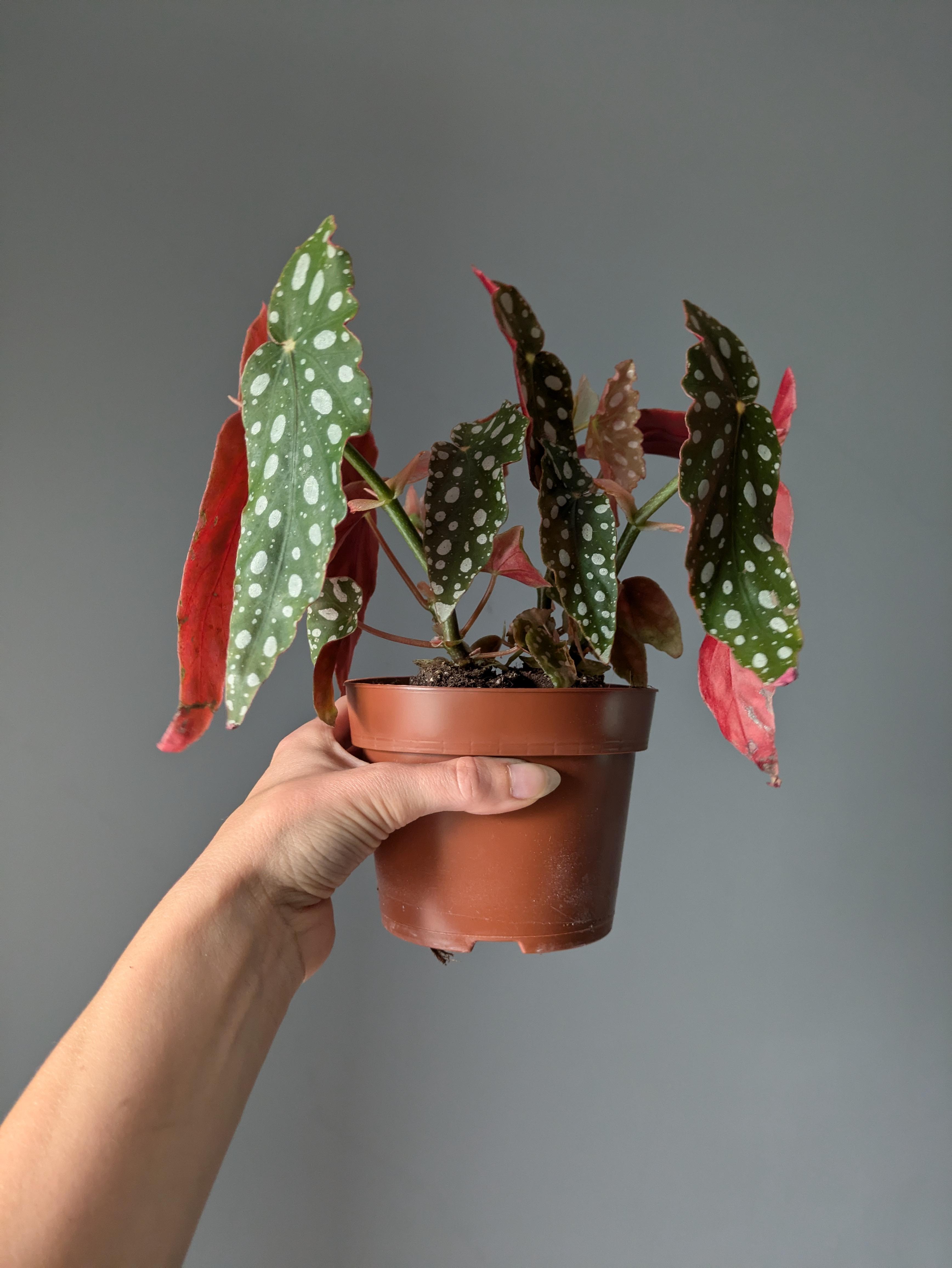 Begonia maculata 'Wightii'
