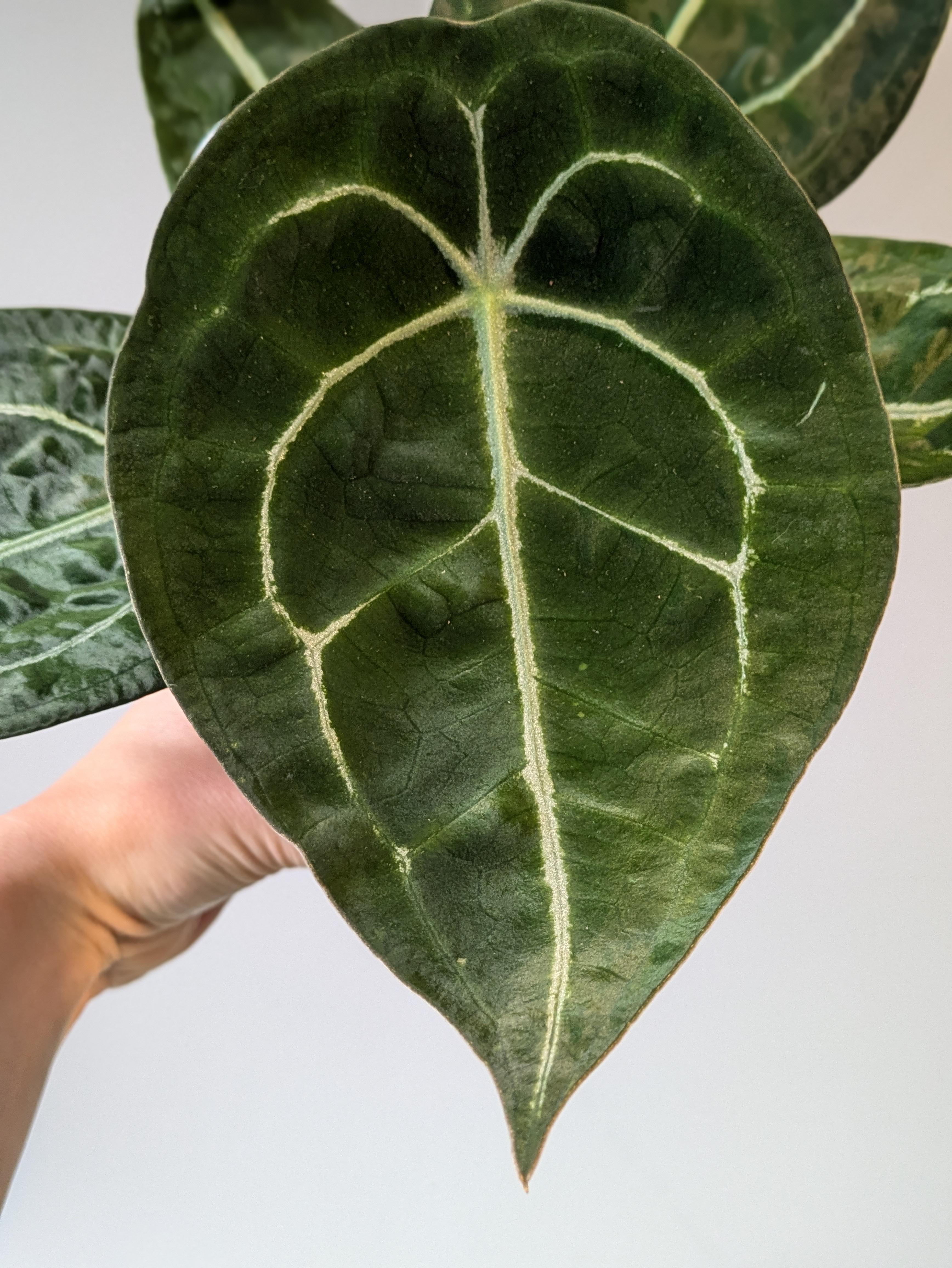 https://planthostel.com/pictures/705c5116-62ef-4ecf-b030-b37dd551f072.jpg