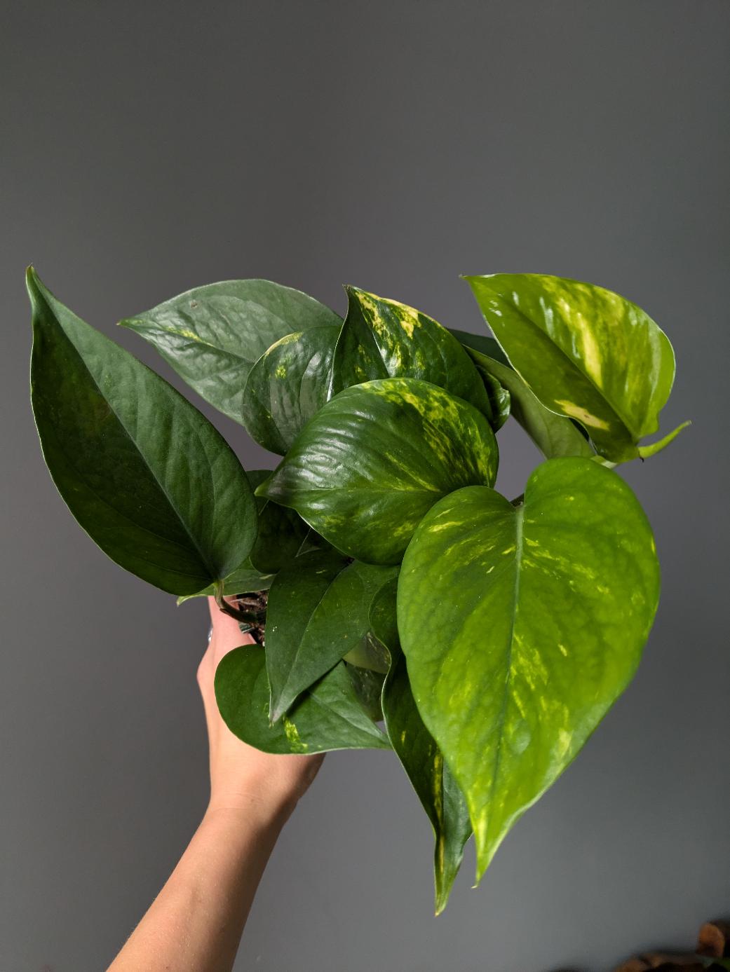 Epipremnum 'Hawaiian'