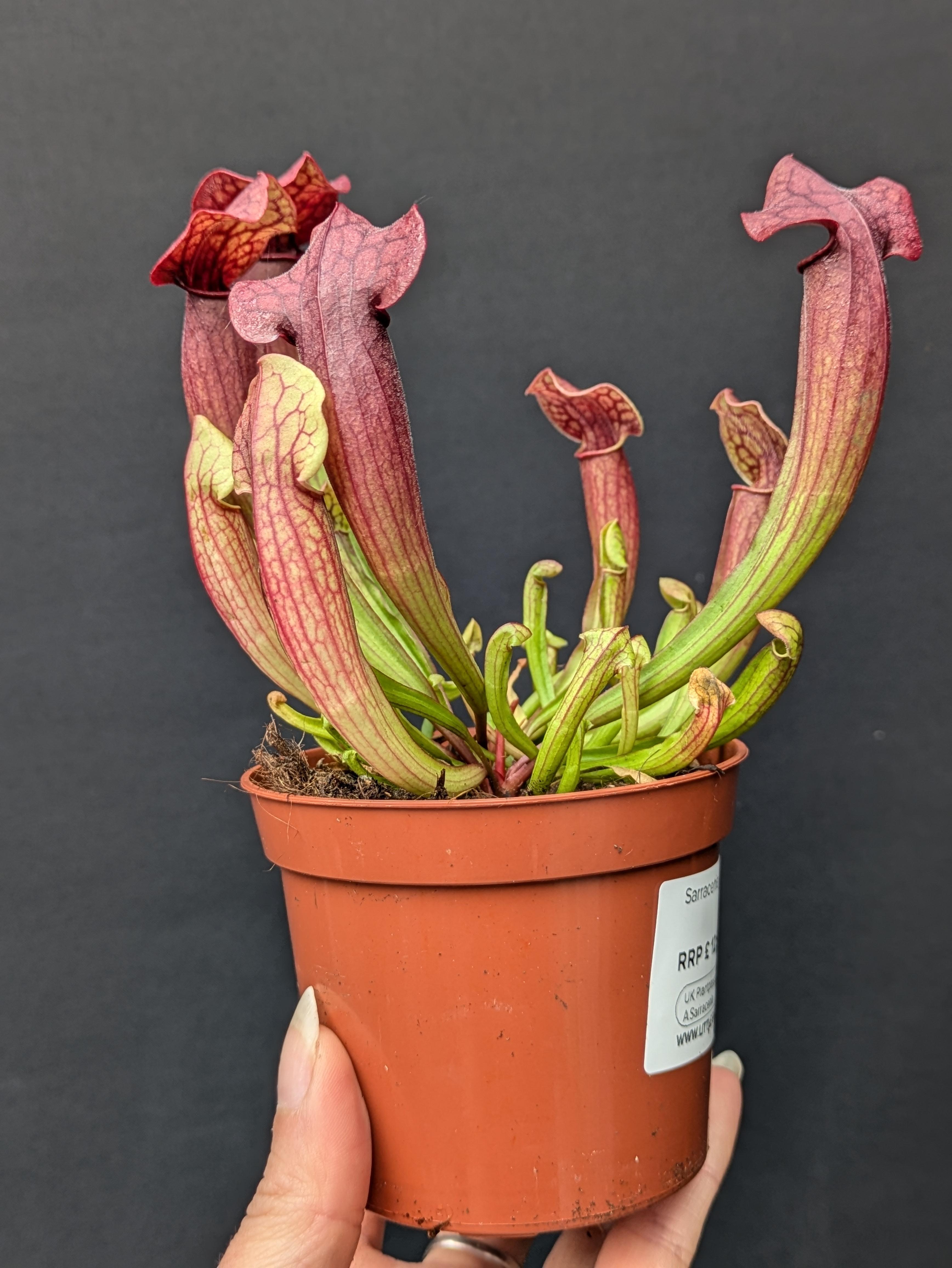 https://planthostel.com/pictures/7385d528-67bf-47c4-abc2-c0ec3c8e4046.jpg