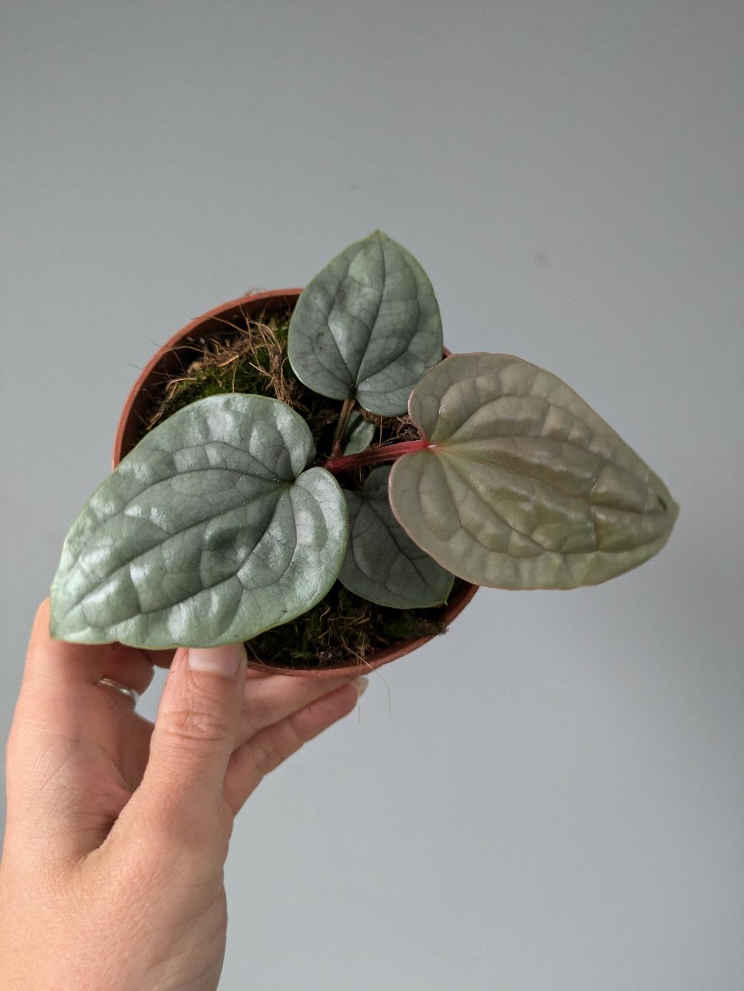 Anthurium luxurians Platinum