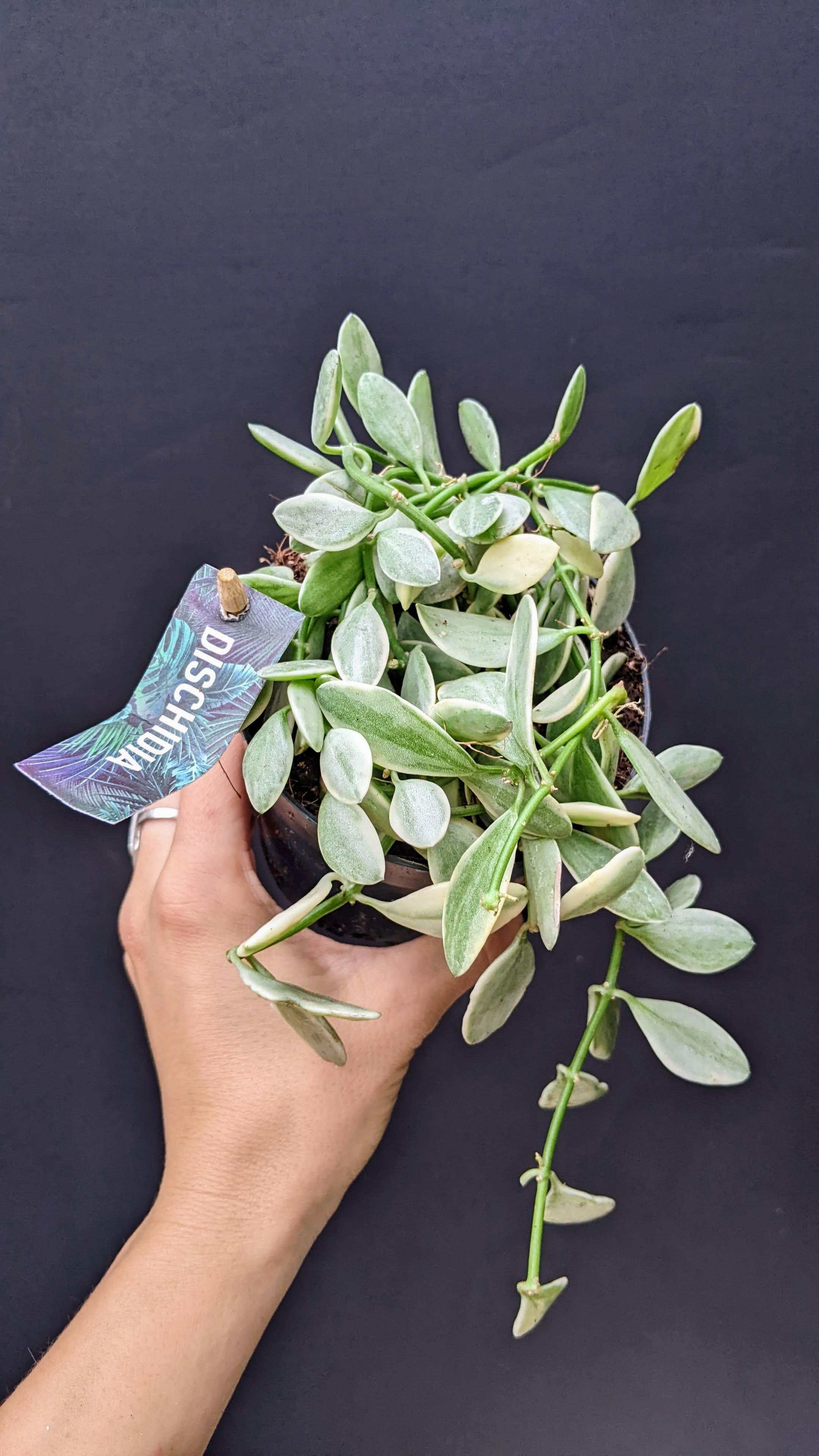 Dischidia oiantha 'White Diamond' 